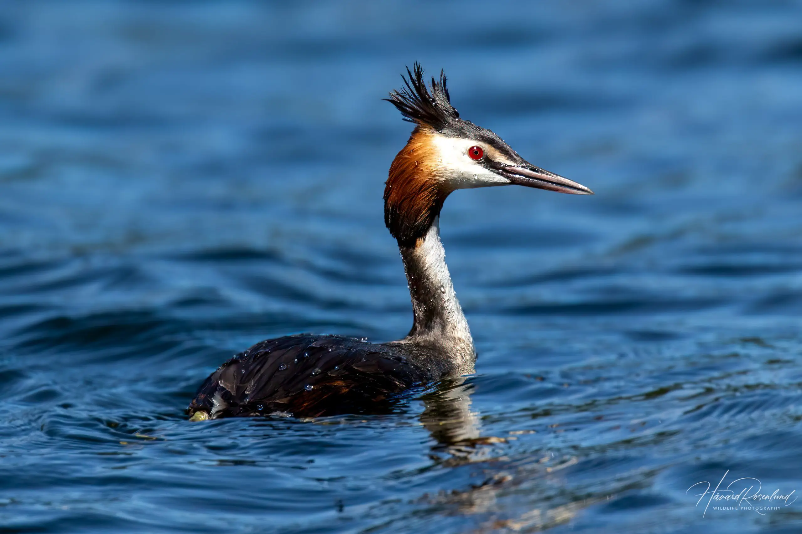 Great Crested Grebe (Podiceps cristatus) @ Østensjøvannet, Oslo, Norway. Photo: Håvard Rosenlund