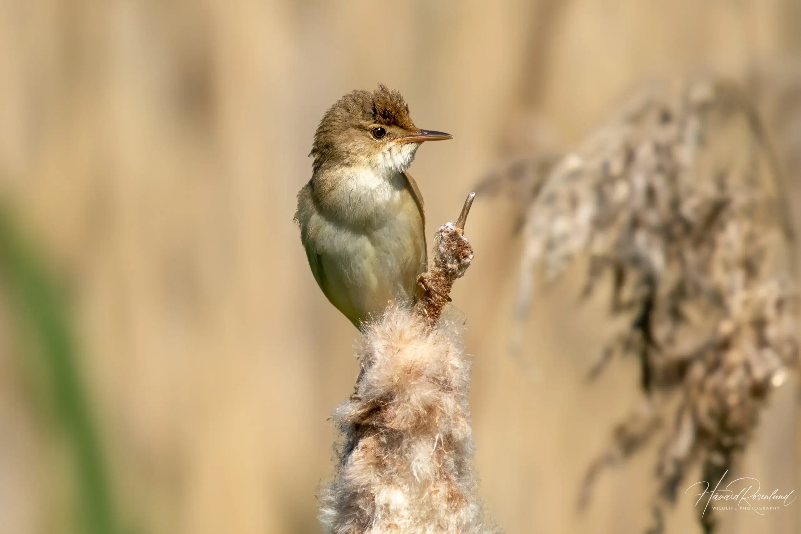 Common Reed Warbler (Acrocephalus scirpaceus) @ Østensjøvannet, Oslo, Norway. Photo: Håvard Rosenlund