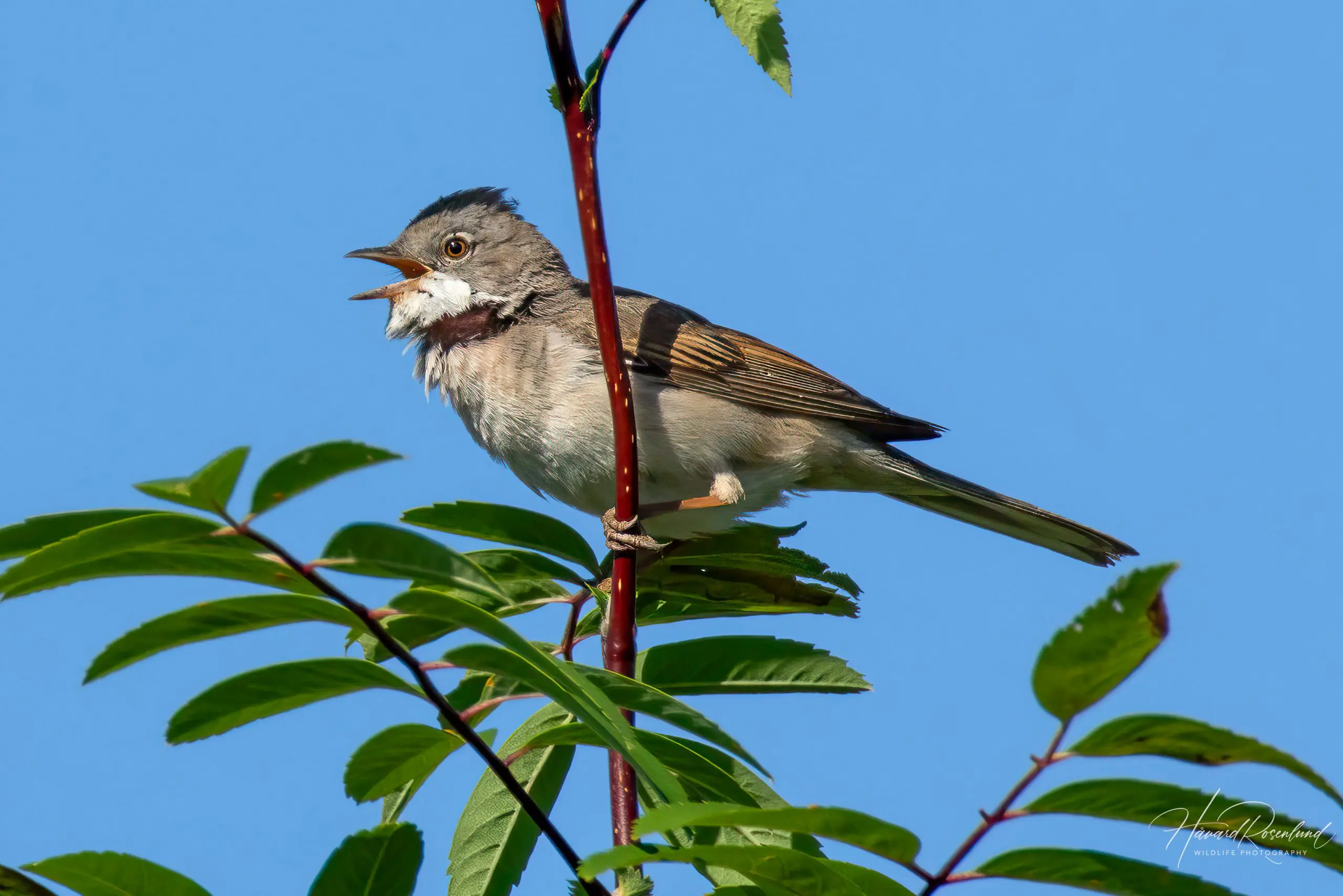 Common Whitethroat (Curruca communis) @ Fornebu, Norway. Photo: Håvard Rosenlund