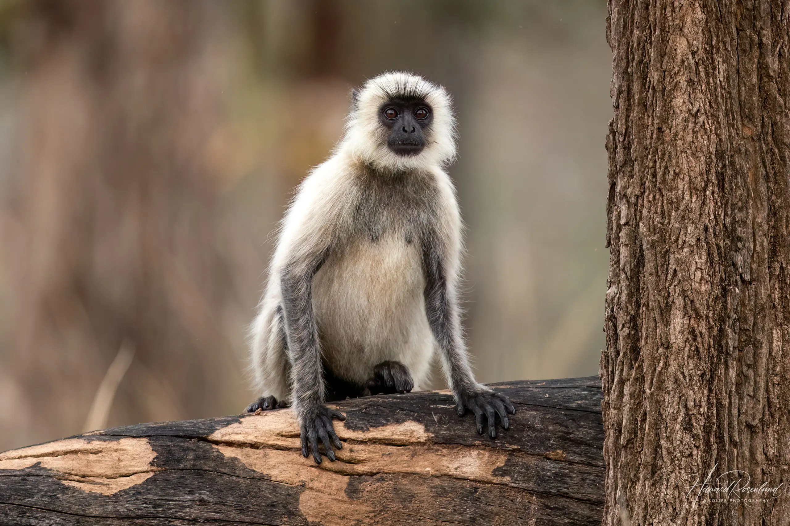 Northern Plains Grey Langur (Semnopithecus entellus) @ Pench National Park, India. Photo: Håvard Rosenlund