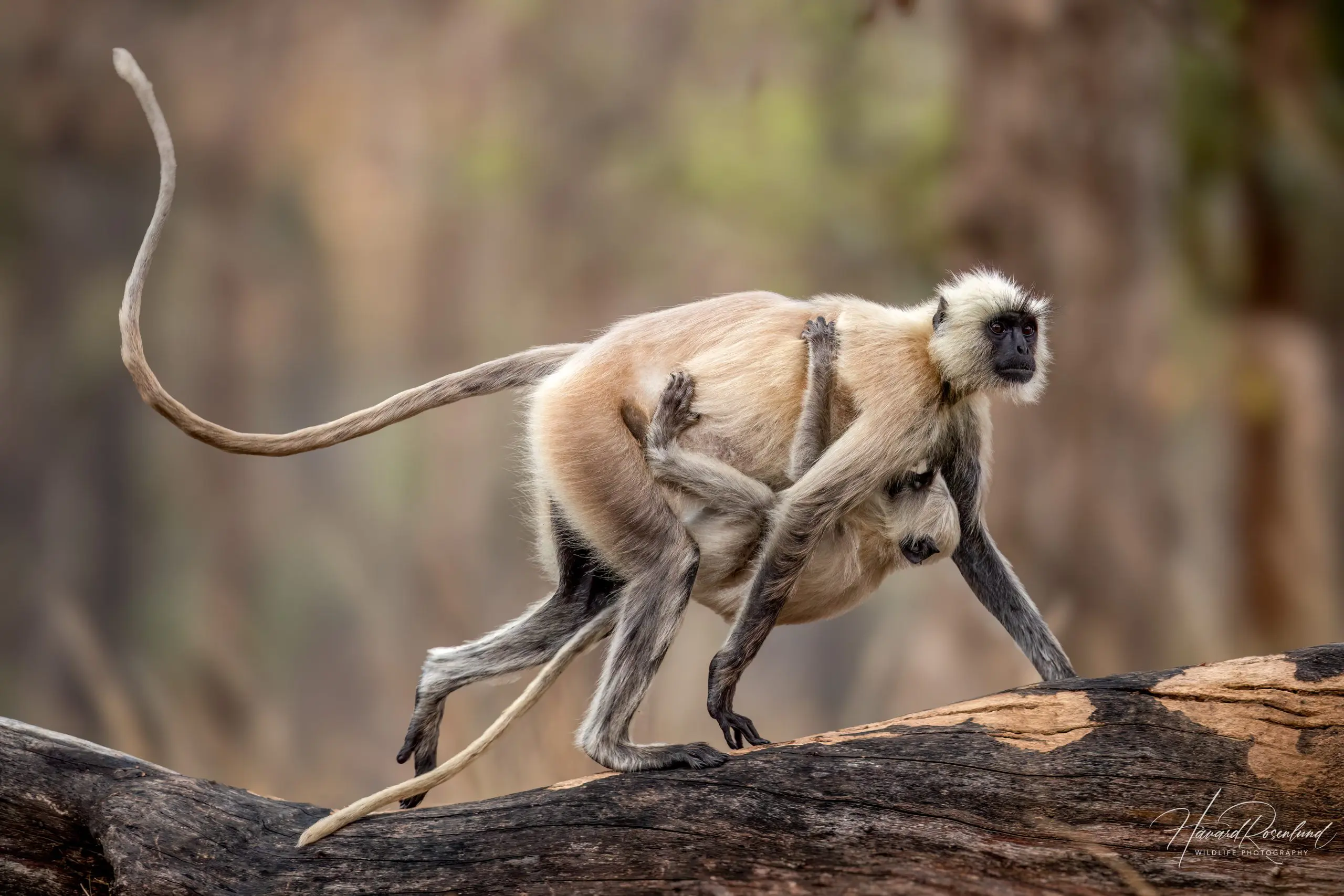 Northern Plains Grey Langur (Semnopithecus entellus) @ Pench National Park, India. Photo: Håvard Rosenlund