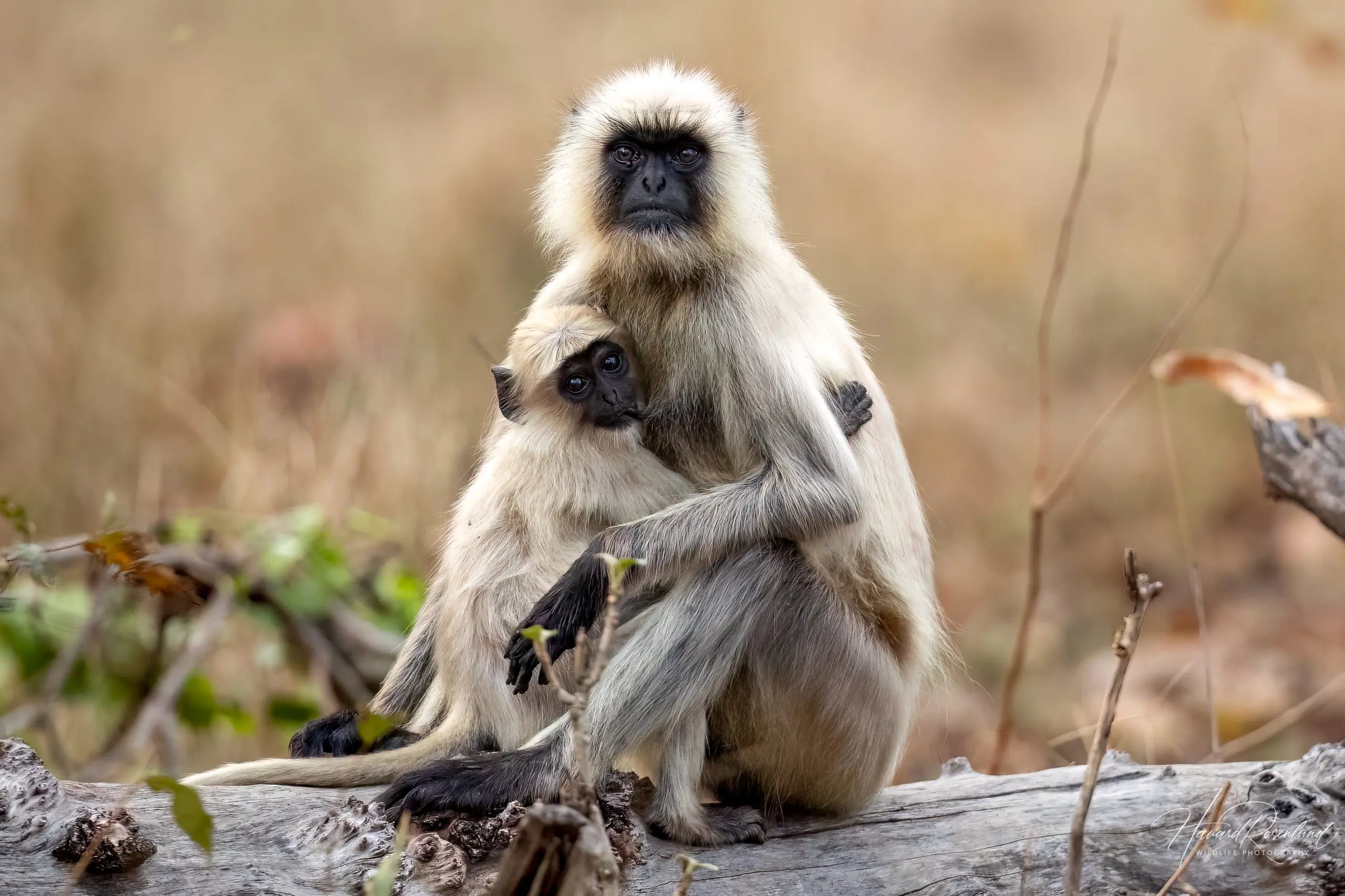 Northern Plains Grey Langur (Semnopithecus entellus) @ Pench National Park, India. Photo: Håvard Rosenlund