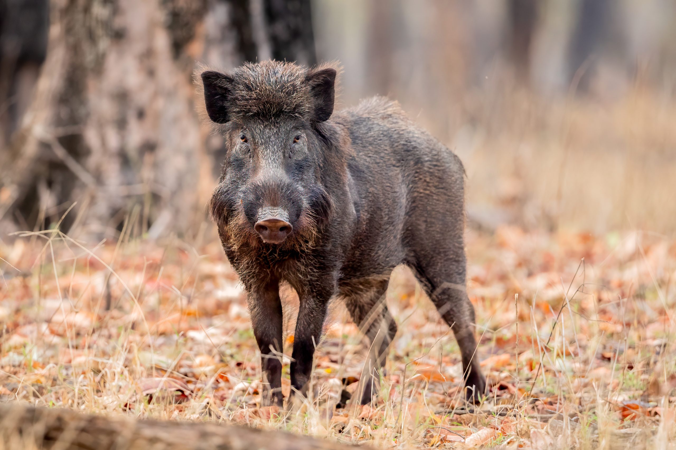 Indian Boar (Sus scrofa cristatus) @ Pench National Park, India. Photo: Håvard Rosenlund