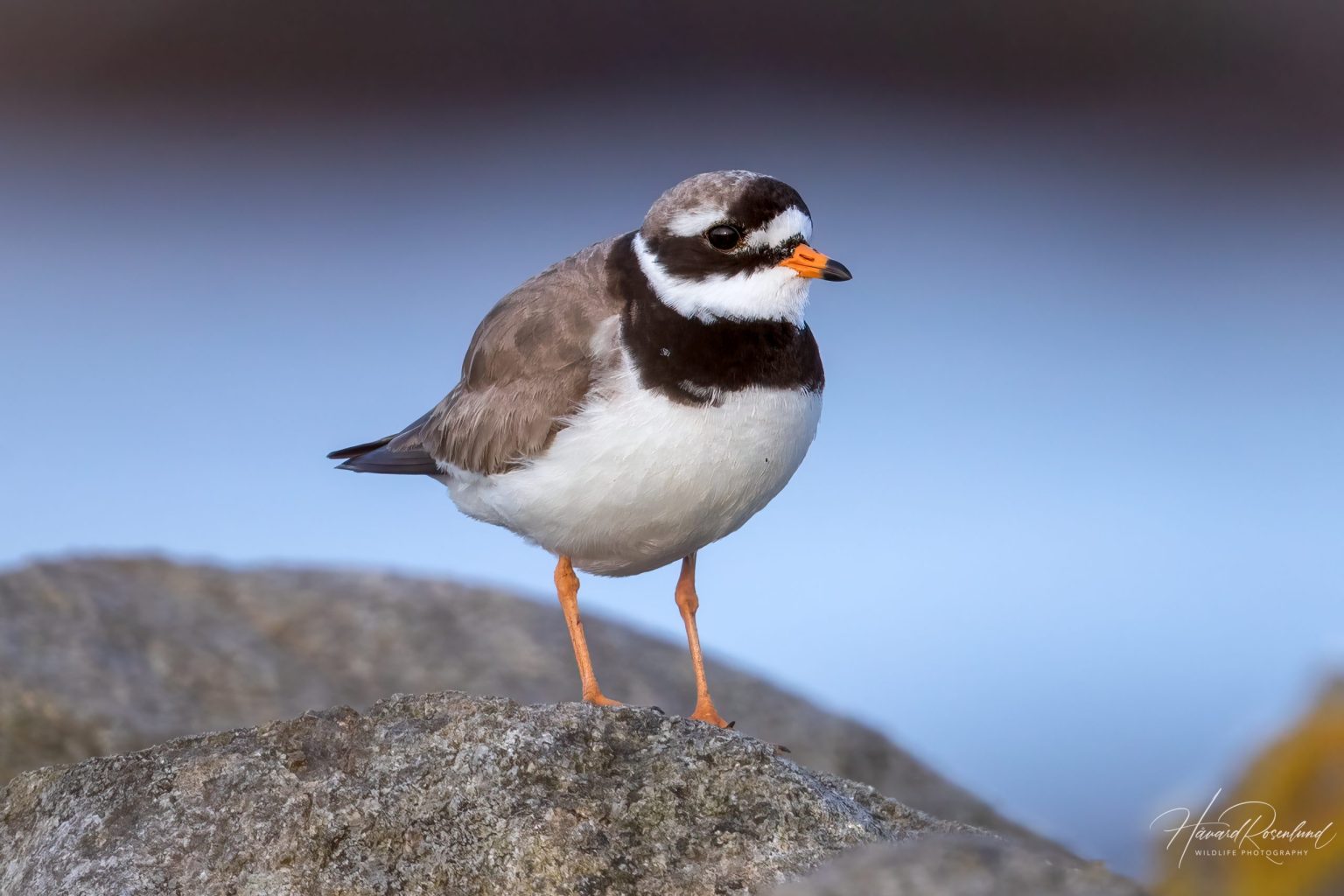 Common Ringed Plover (Charadrius hiaticula) | Wildlife Vagabond