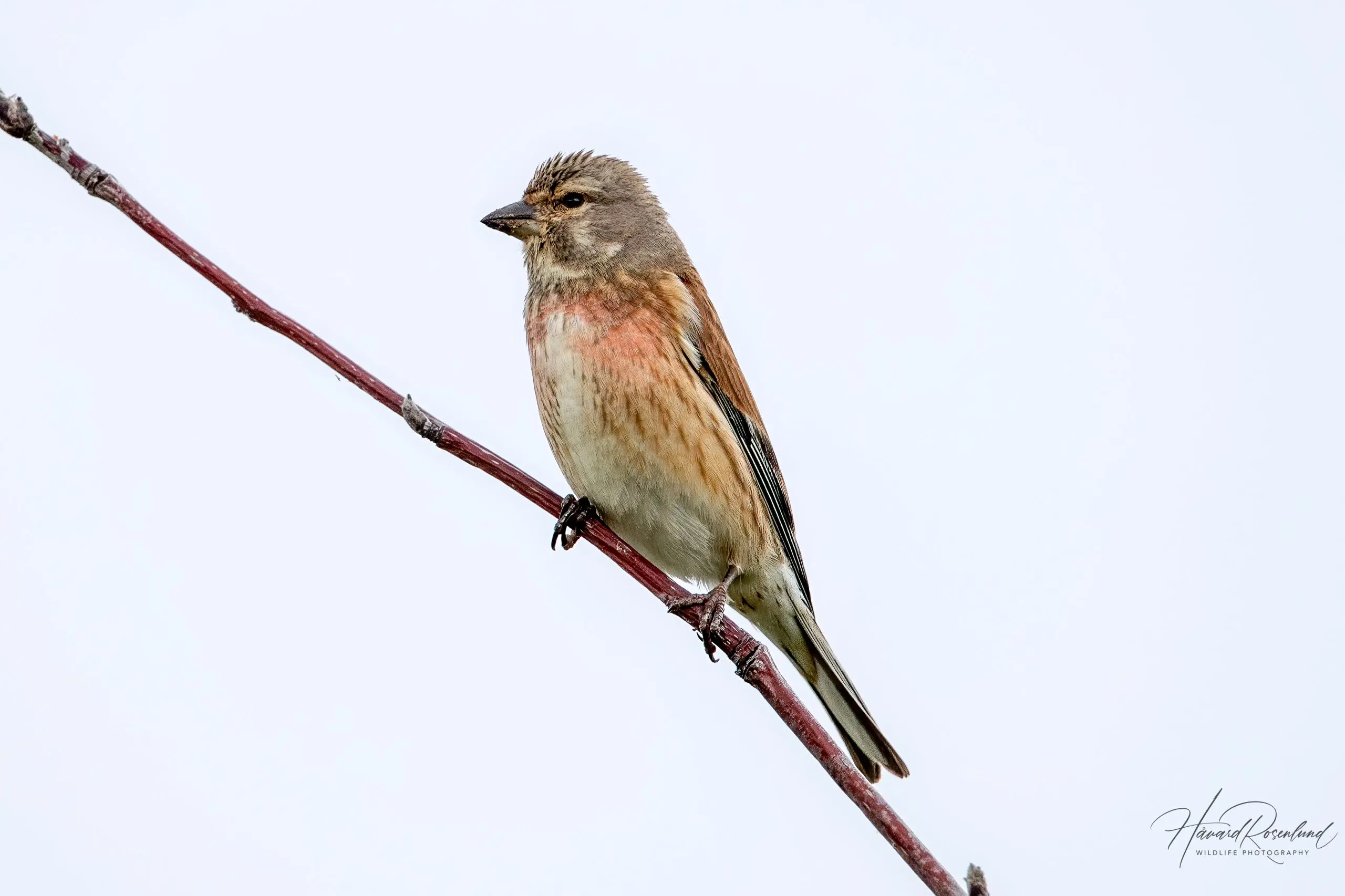 Common Linnet (Linaria cannabina) @ Fornebu, Norway. Photo: Håvard Rosenlund