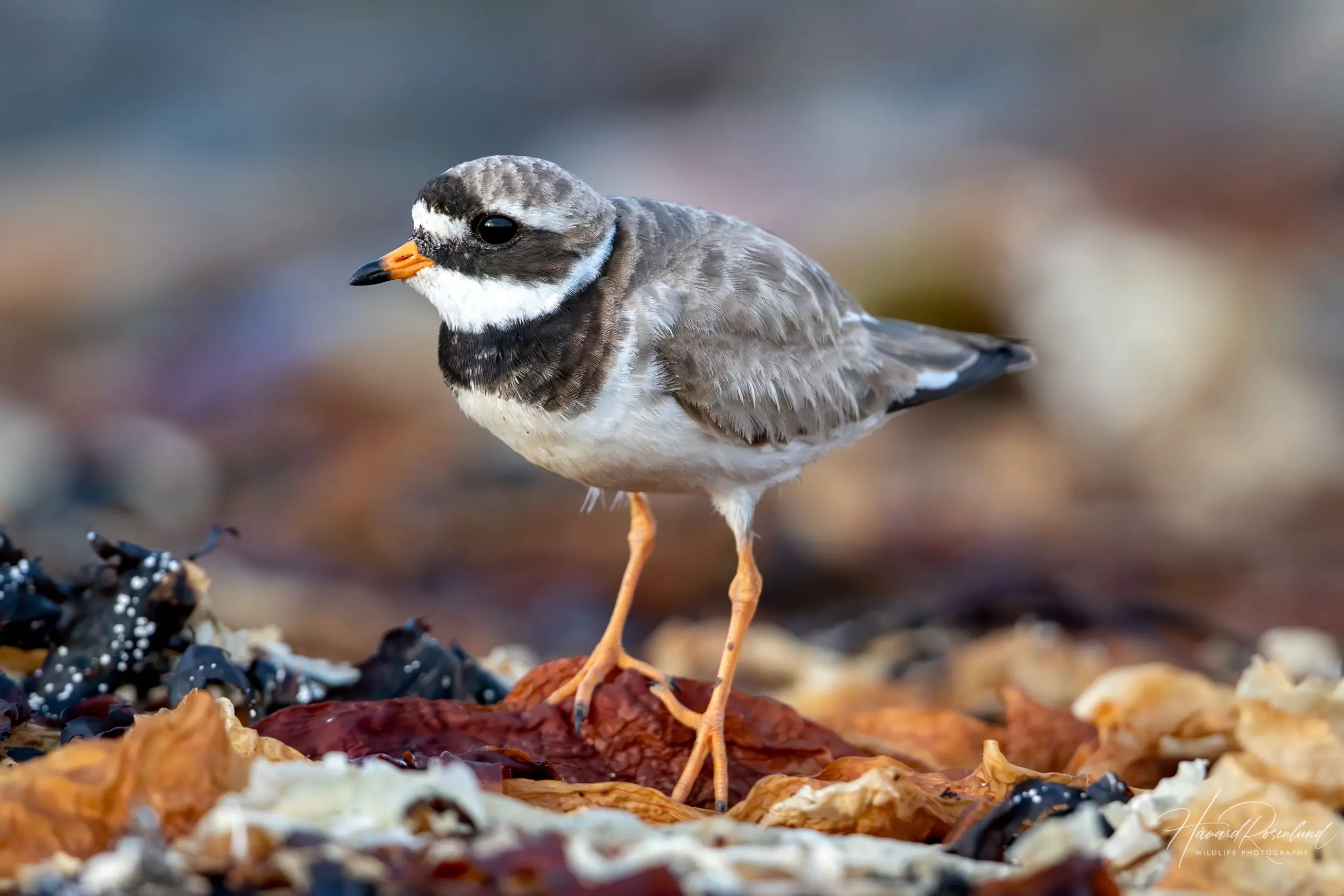 Common Ringed Plover (Charadrius hiaticula) @ Lista, Norway. Photo: Håvard Rosenlund