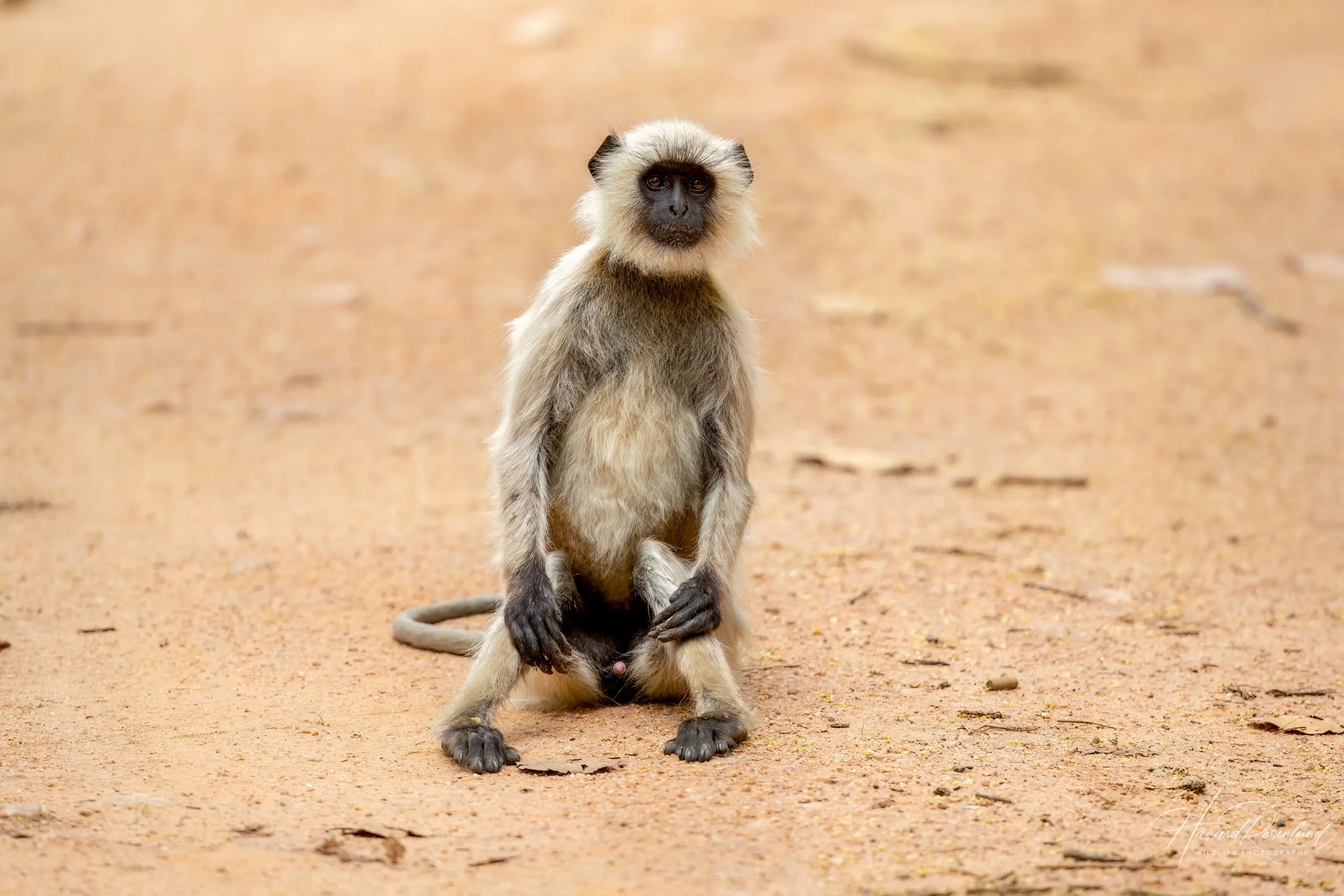 Northern Plains Grey Langur (Semnopithecus entellus) @ Kanha National Park, India. Photo: Håvard Rosenlund