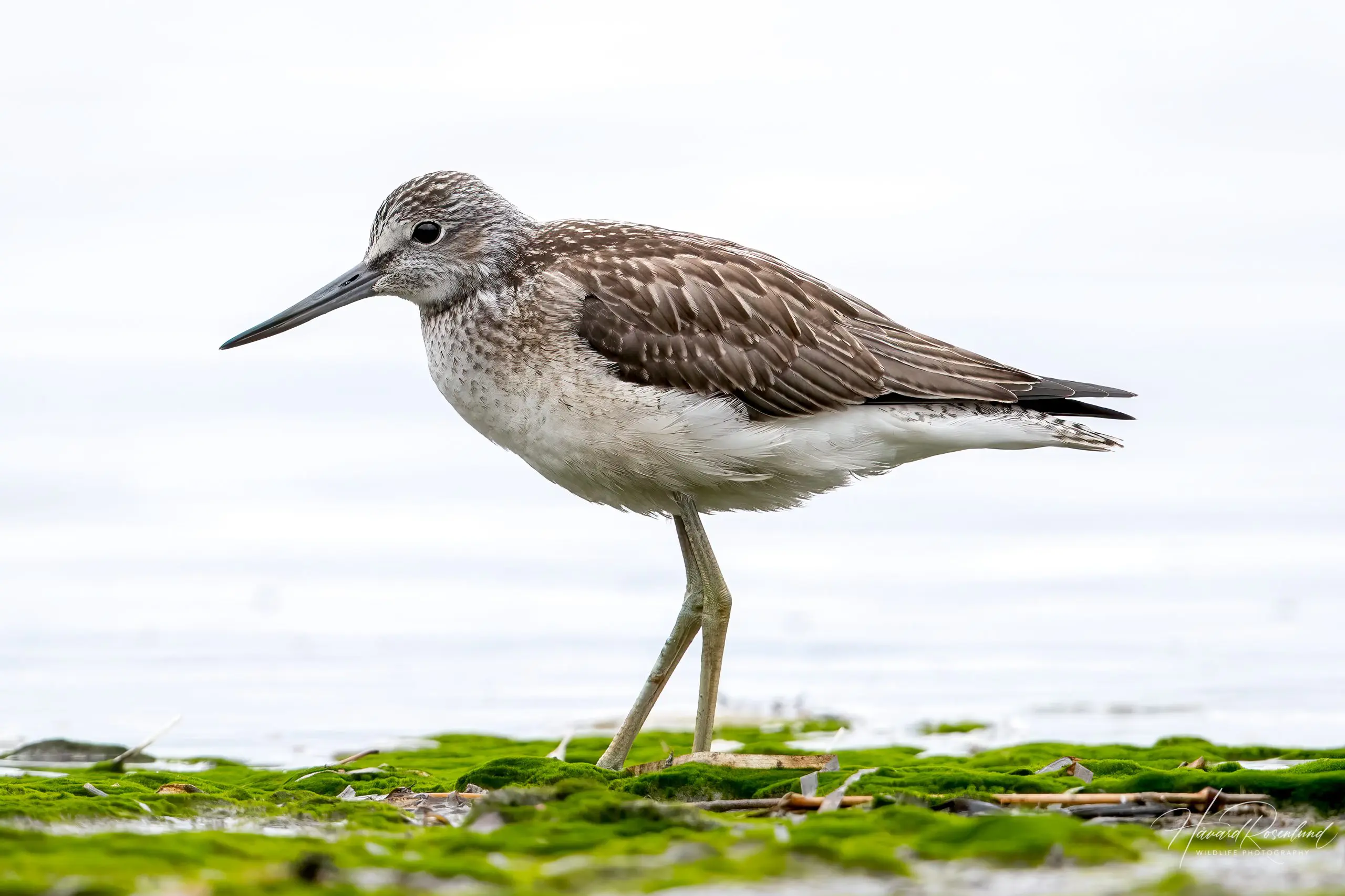 Common Greenshank (Tringa nebularia) @ Fornebu, Norway. Photo: Håvard Rosenlund