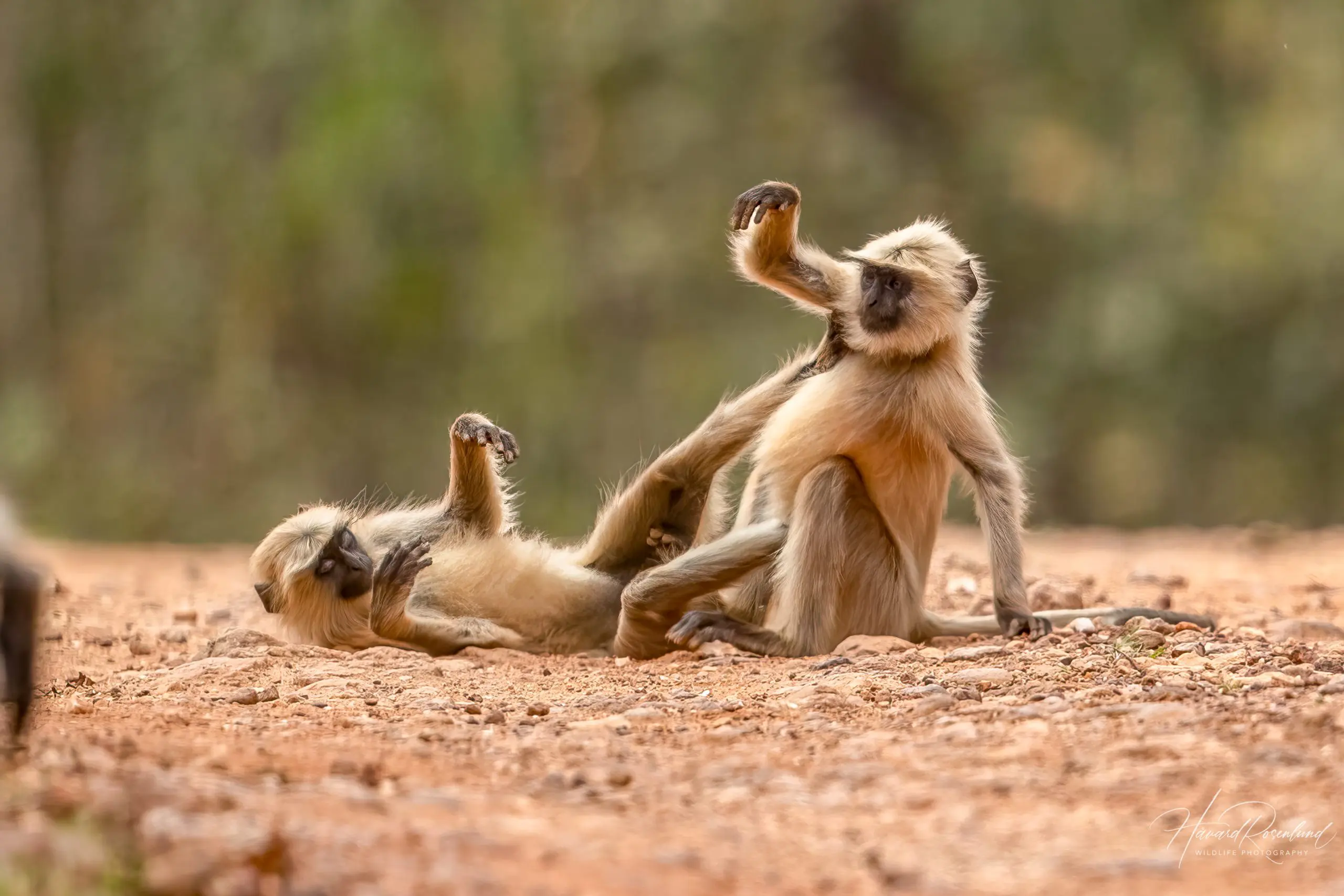 Northern Plains Grey Langur (Semnopithecus entellus) @ Kanha National Park, India. Photo: Håvard Rosenlund