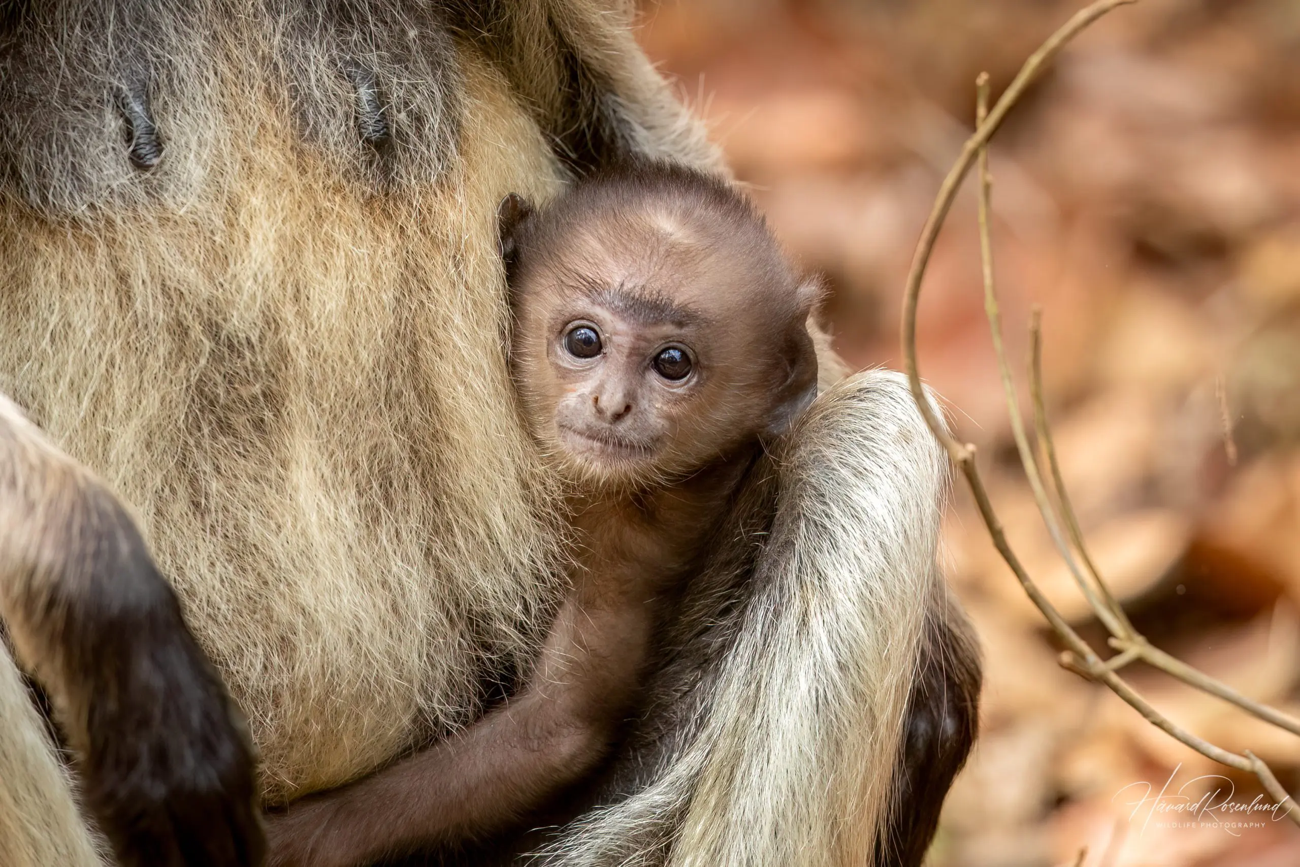 Northern Plains Grey Langur (Semnopithecus entellus) @ Kanha National Park, India. Photo: Håvard Rosenlund