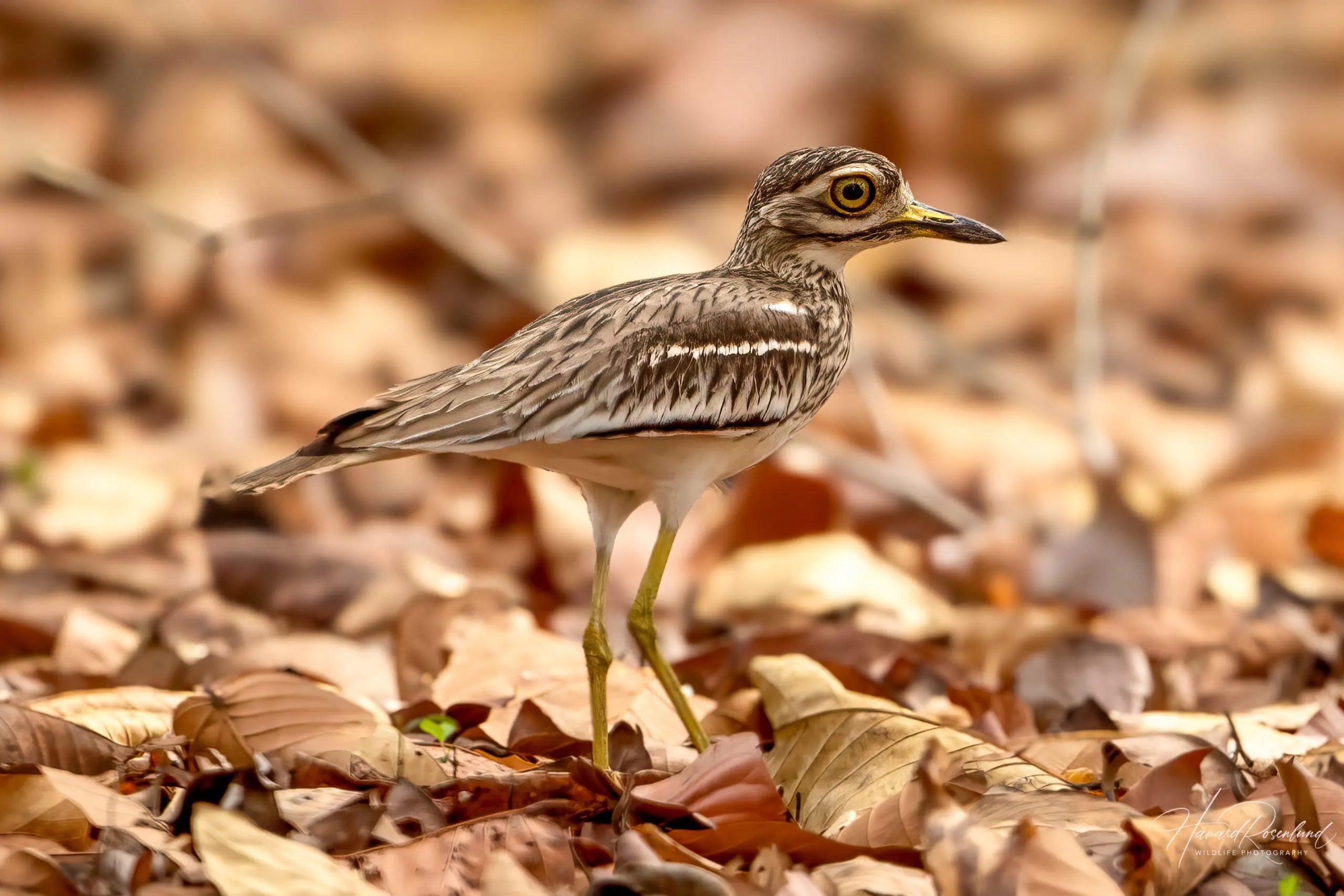 Indian Thick-knee (Burhinus indicus) @ Kanha National Park, India. Photo: Håvard Rosenlund