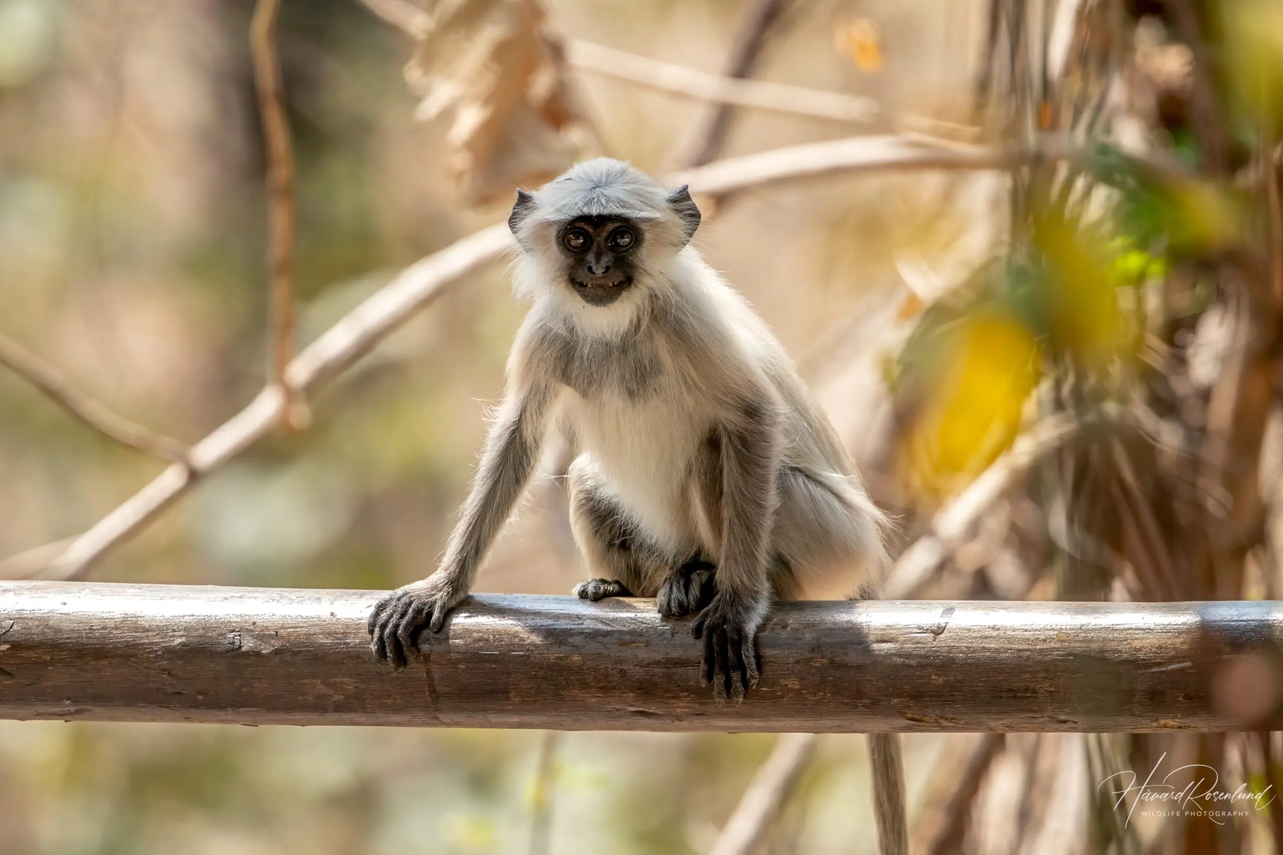 Northern Plains Grey Langur (Semnopithecus entellus) @ Satpura National Park, India. Photo: Håvard Rosenlund