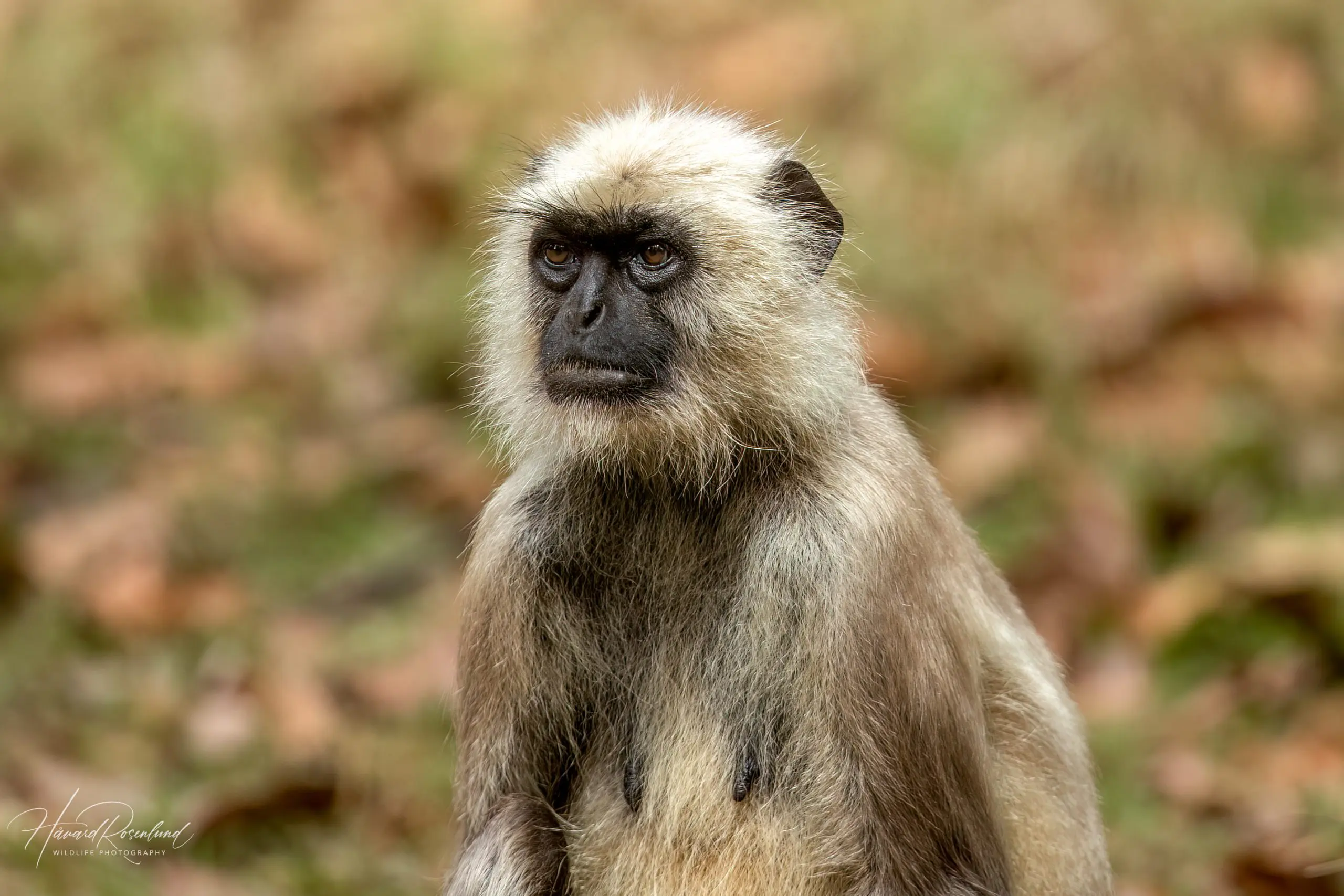 Northern Plains Grey Langur (Semnopithecus entellus) @ Kanha National Park, India. Photo: Håvard Rosenlund