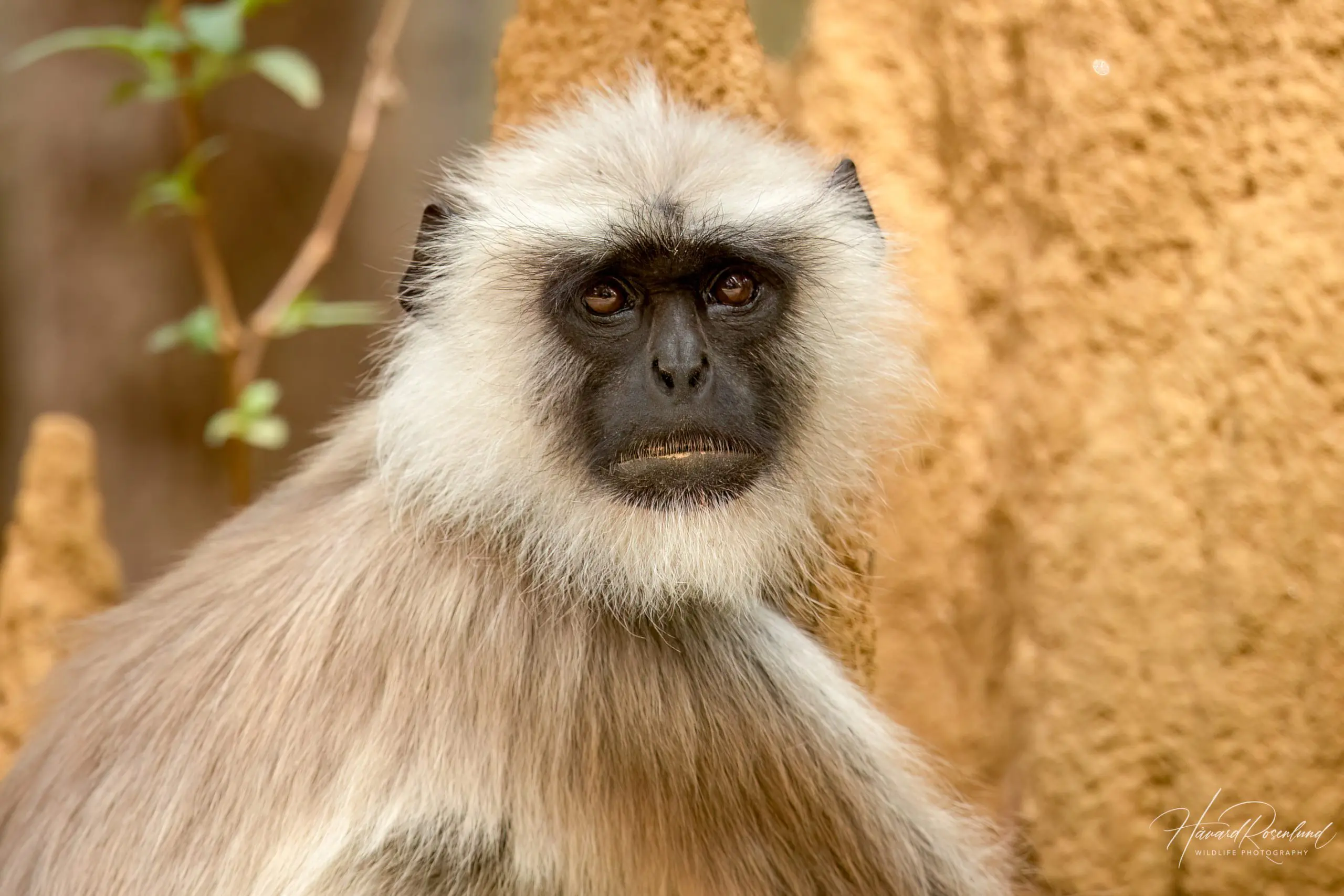 Northern Plains Grey Langur (Semnopithecus entellus) @ Kanha National Park, India. Photo: Håvard Rosenlund