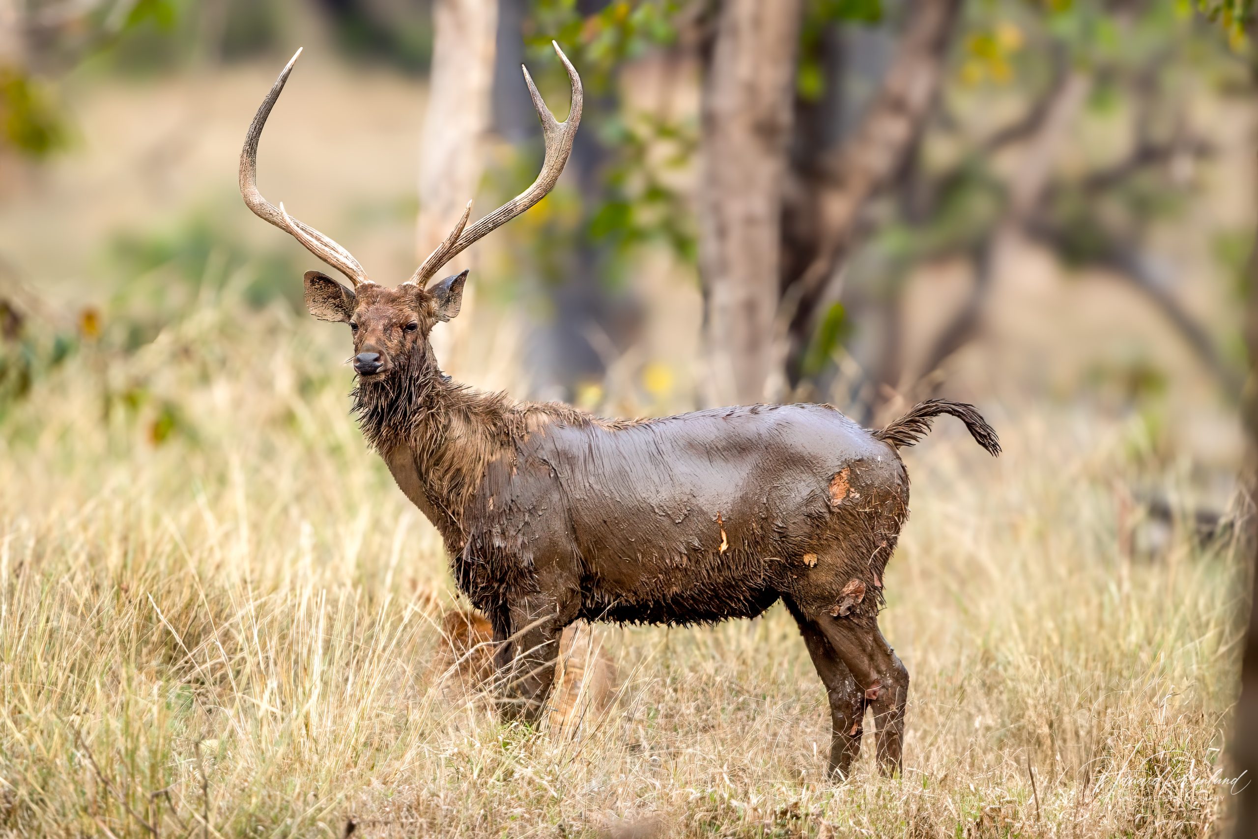 Sambar (Rusa unicolor) @ Pench National Park, India. Photo: Håvard Rosenlund