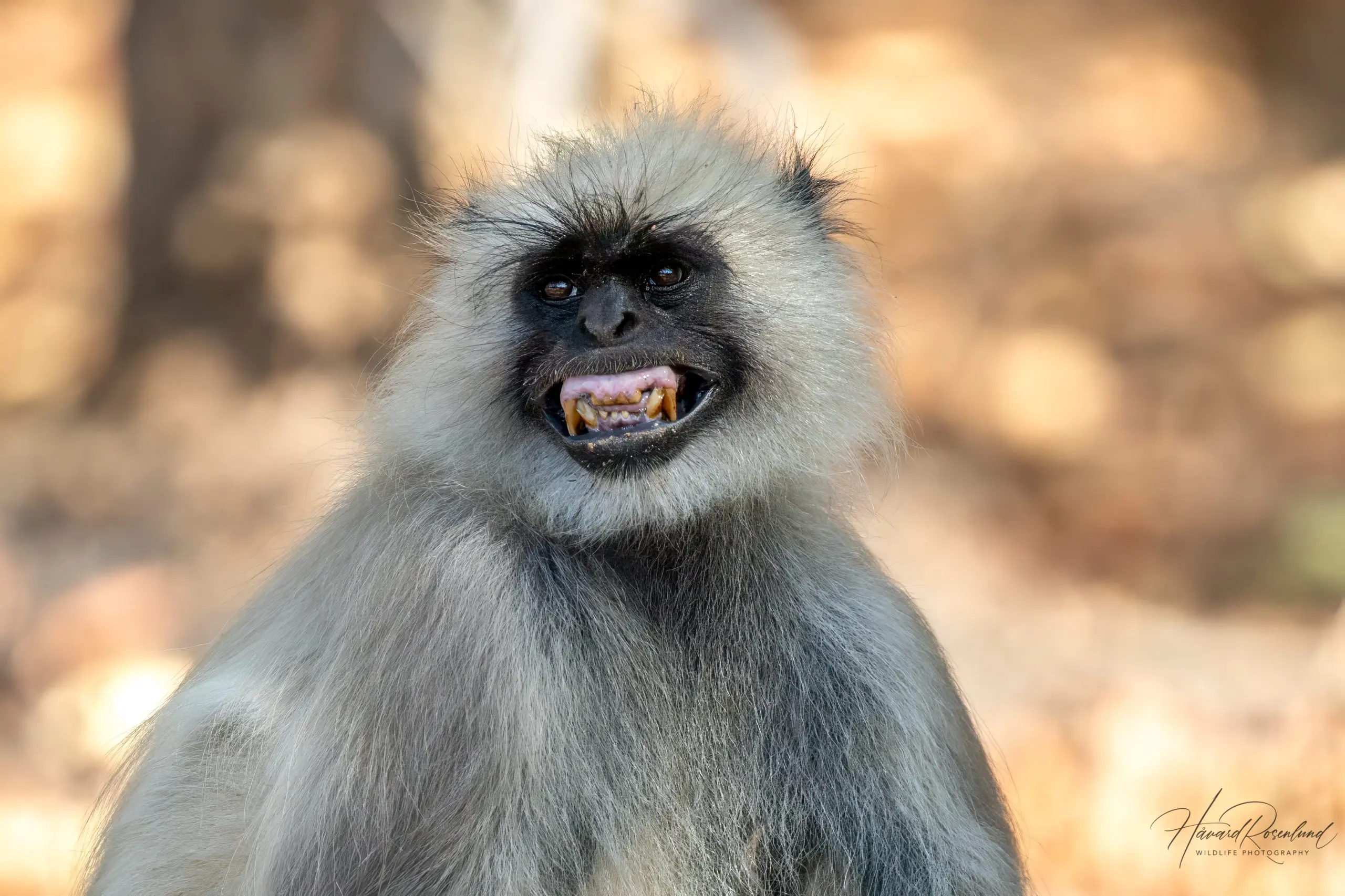 Northern Plains Grey Langur (Semnopithecus entellus) @ Bandhavgarh National Park, India. Photo: Håvard Rosenlund