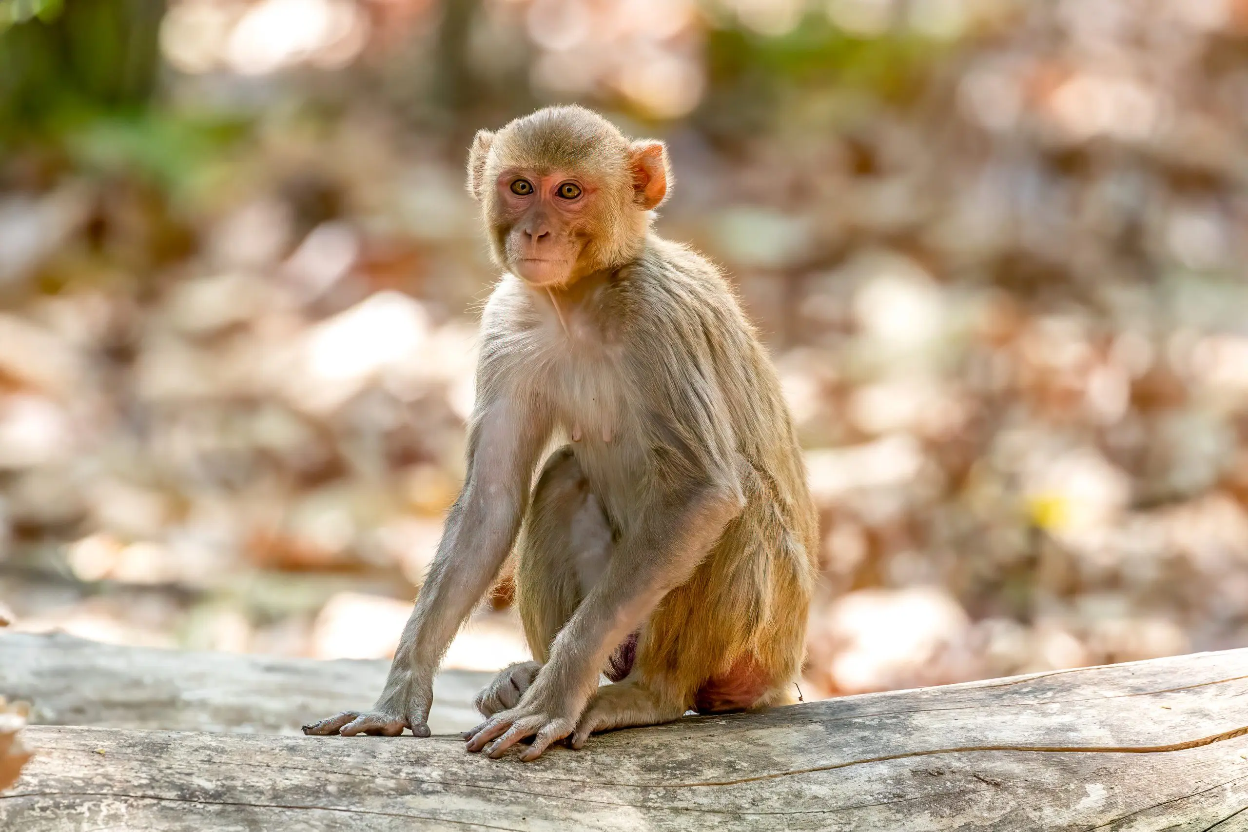 Rhesusape (Macaca mulatta) @ Bandhavgarh National Park, India. Foto: Håvard Rosenlund