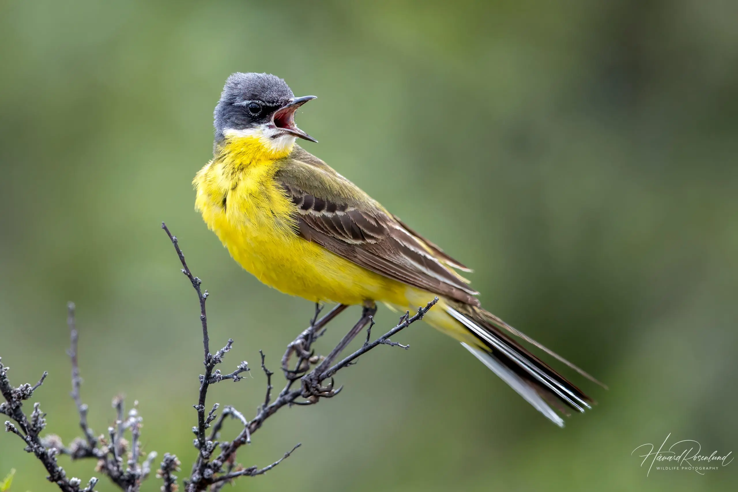 Western Yellow Wagtail (Grey-headed Wagtail) (Motacilla flava thunbergi) @ Dovrefjell-Sunndalsfjella National Park, Norway. Photo: Håvard Rosenlund