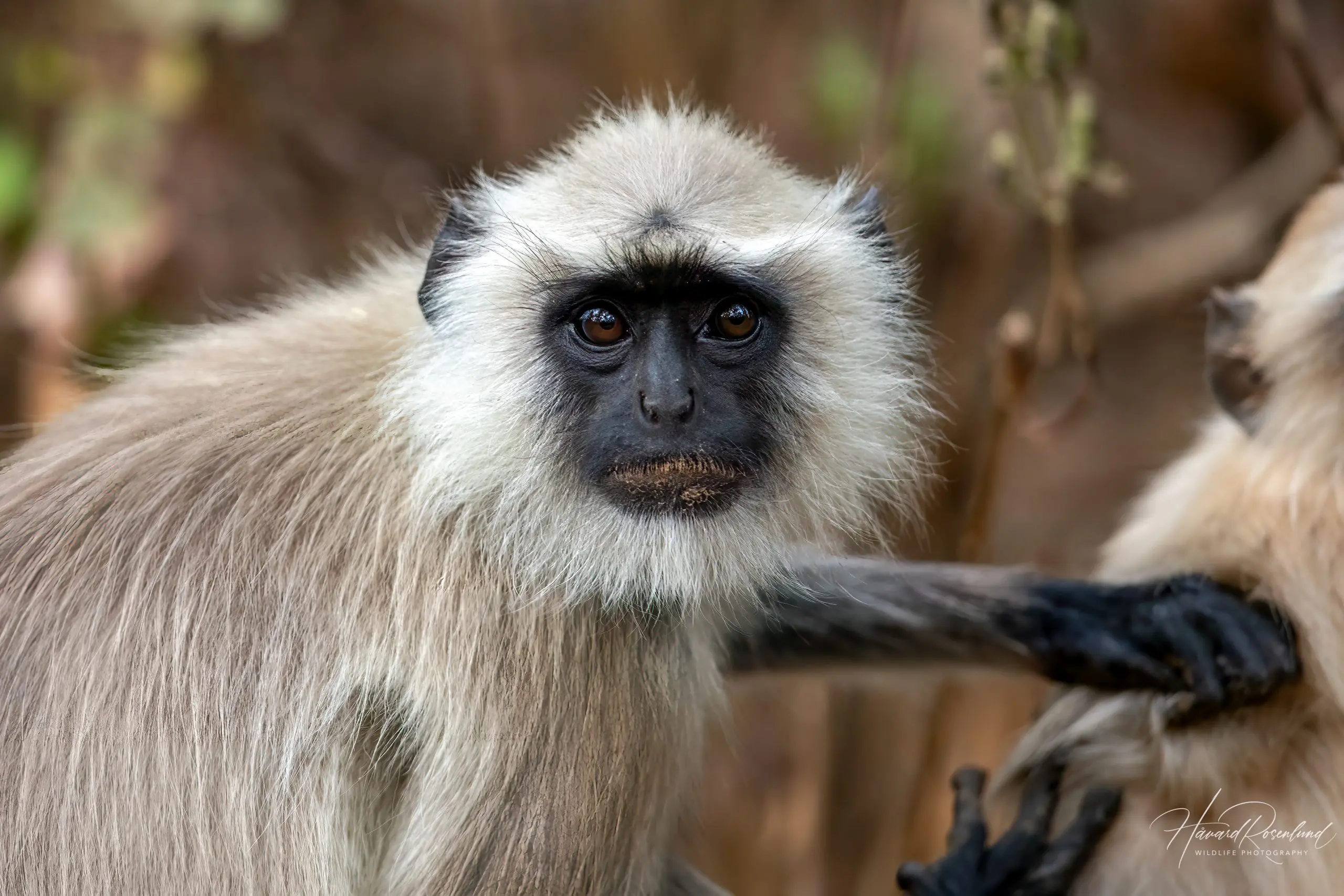 Northern Plains Grey Langur (Semnopithecus entellus) @ Kanha National Park, India. Photo: Håvard Rosenlund