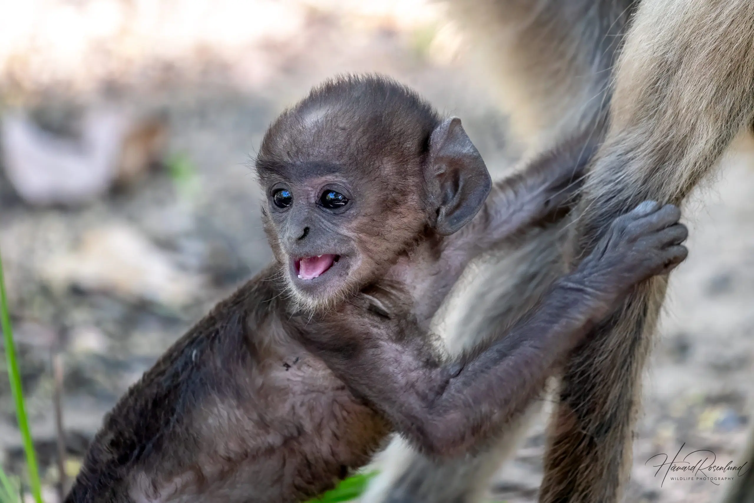 Northern Plains Grey Langur (Semnopithecus entellus) @ Bandhavgarh National Park, India. Photo: Håvard Rosenlund