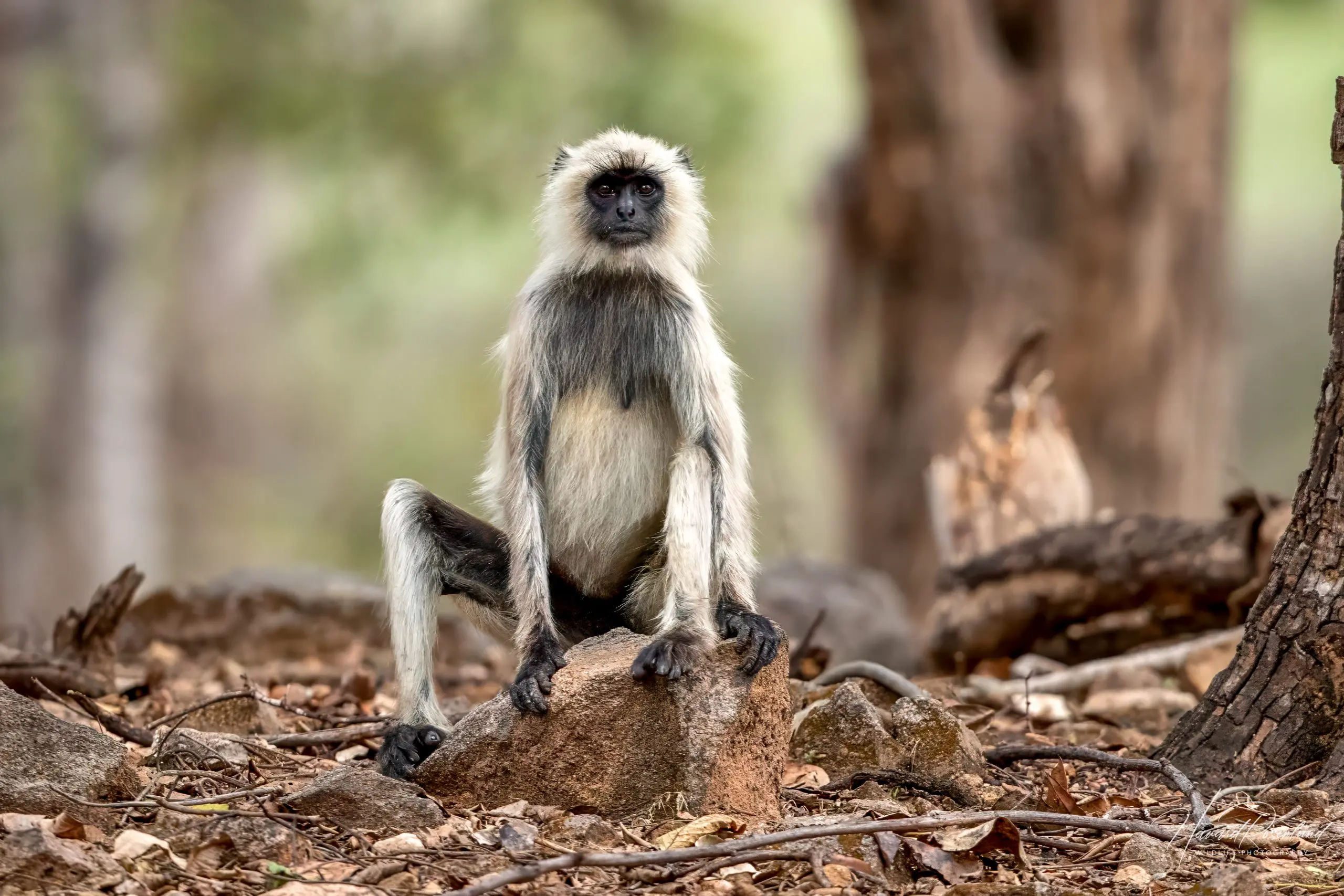 Northern Plains Grey Langur (Semnopithecus entellus) @ Pench National Park, India. Photo: Håvard Rosenlund