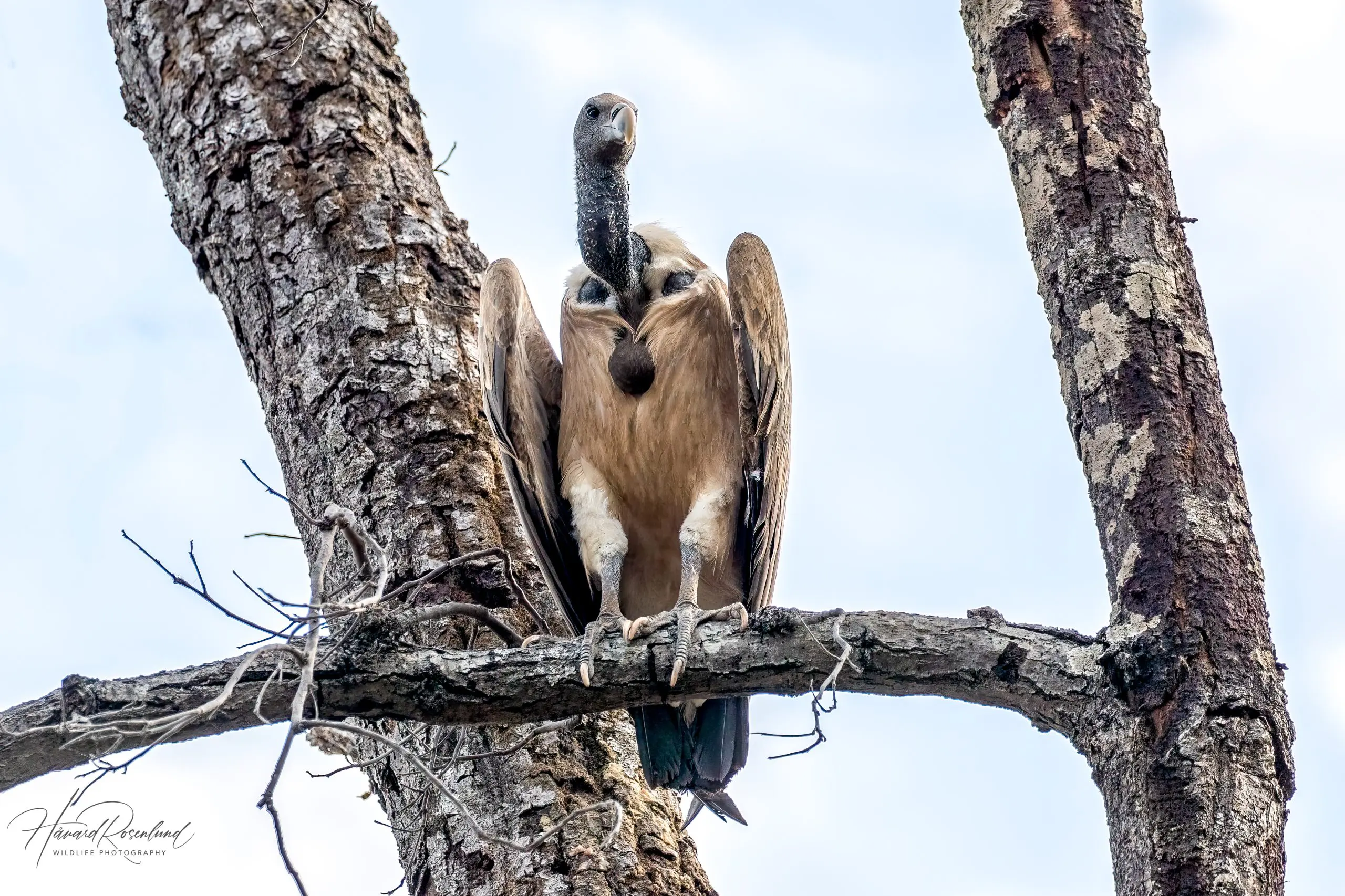 Indian Vulture (Gyps indicus) @ Bandhavgarh National Park, India. Photo: Håvard Rosenlund