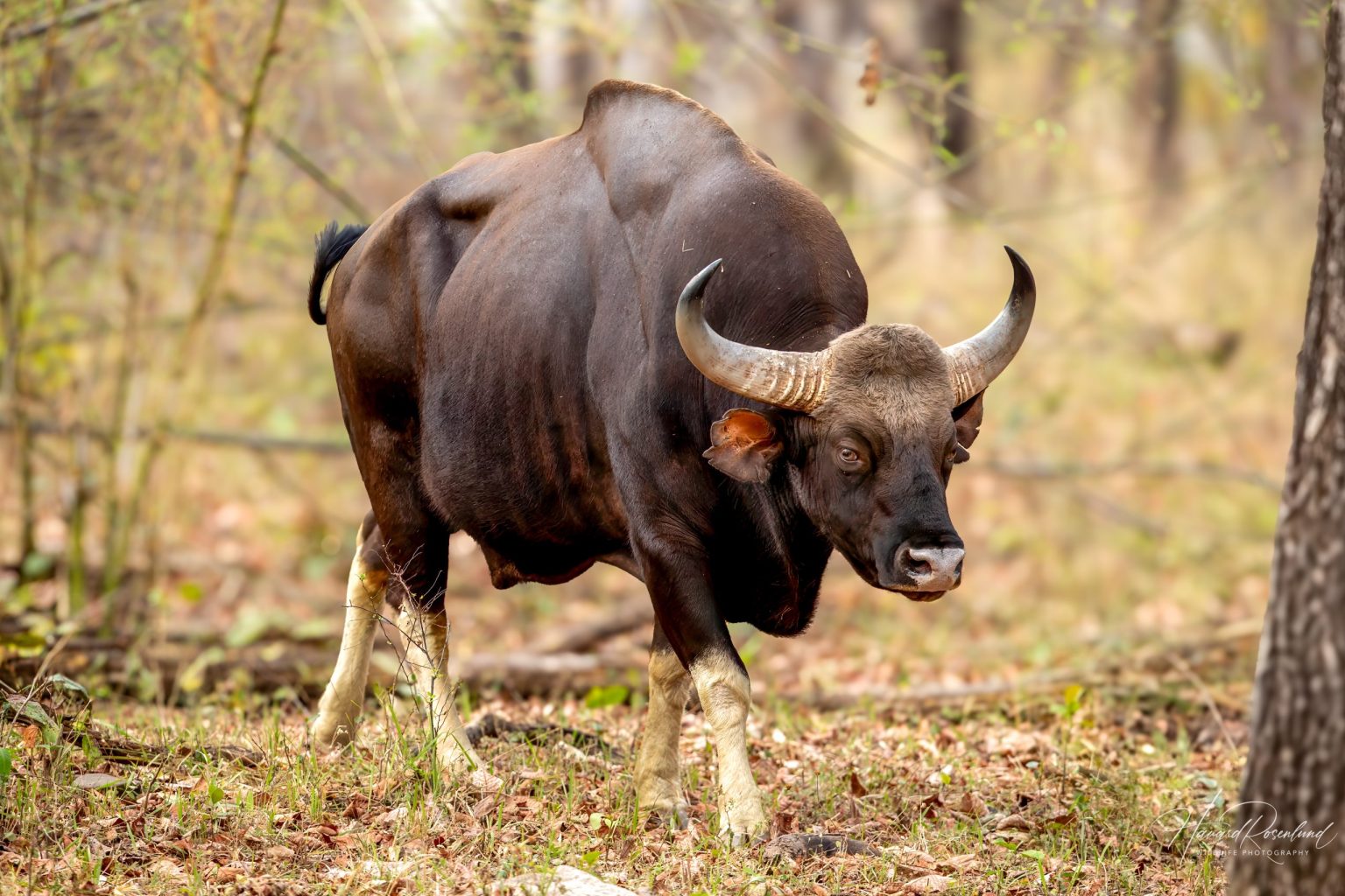 Gaur (Bos gaurus) | Wildlife Vagabond