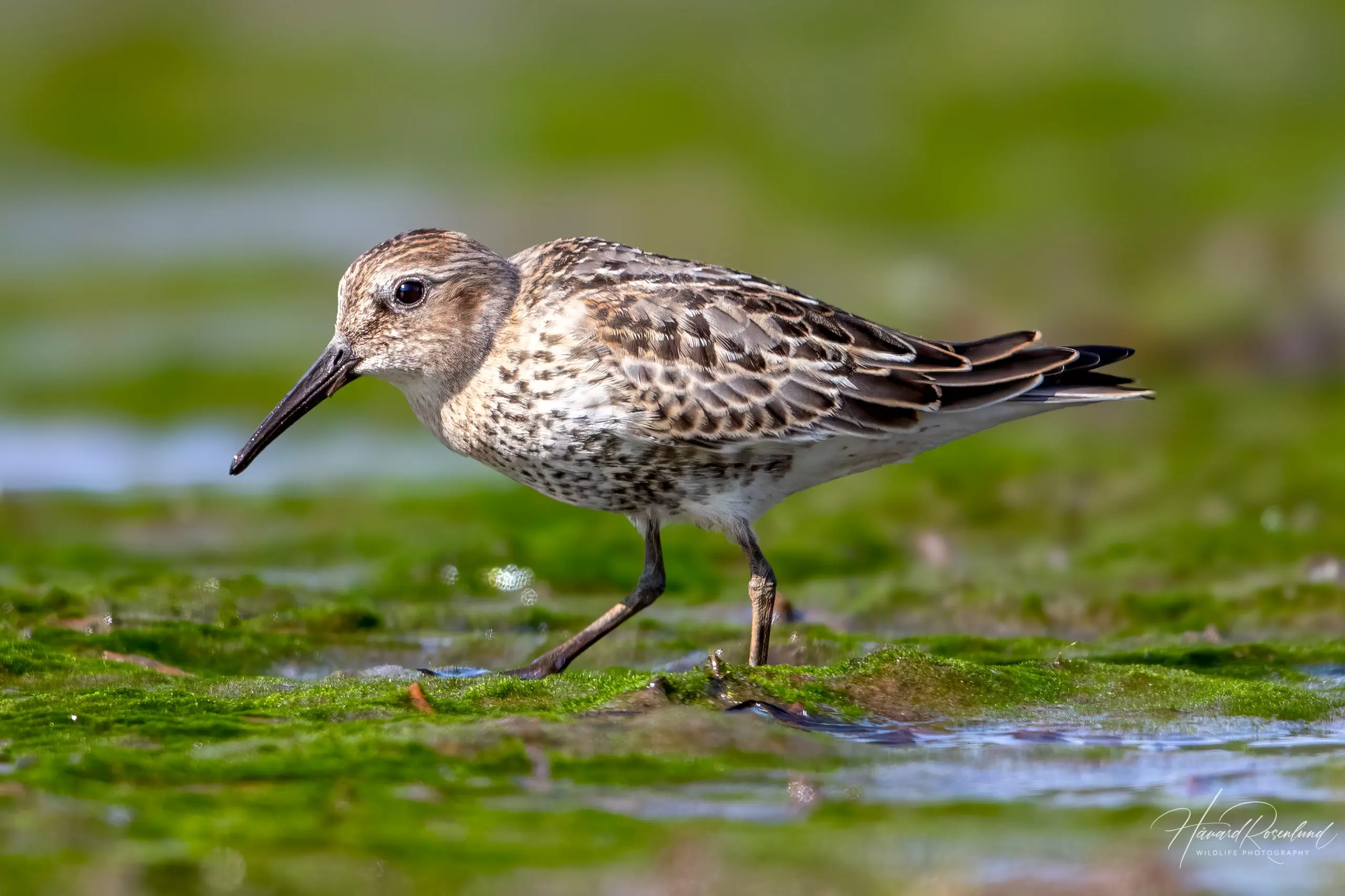 Dunlin (Calidris alpina) @ Fornebu, Norway. Photo: Håvard Rosenlund