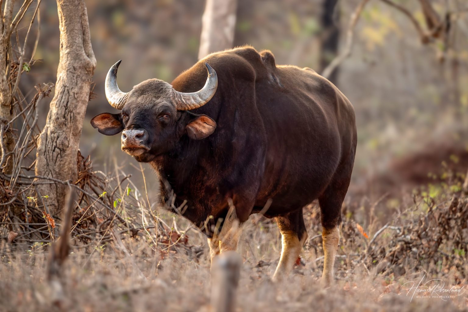 Gaur (Bos gaurus) | Wildlife Vagabond
