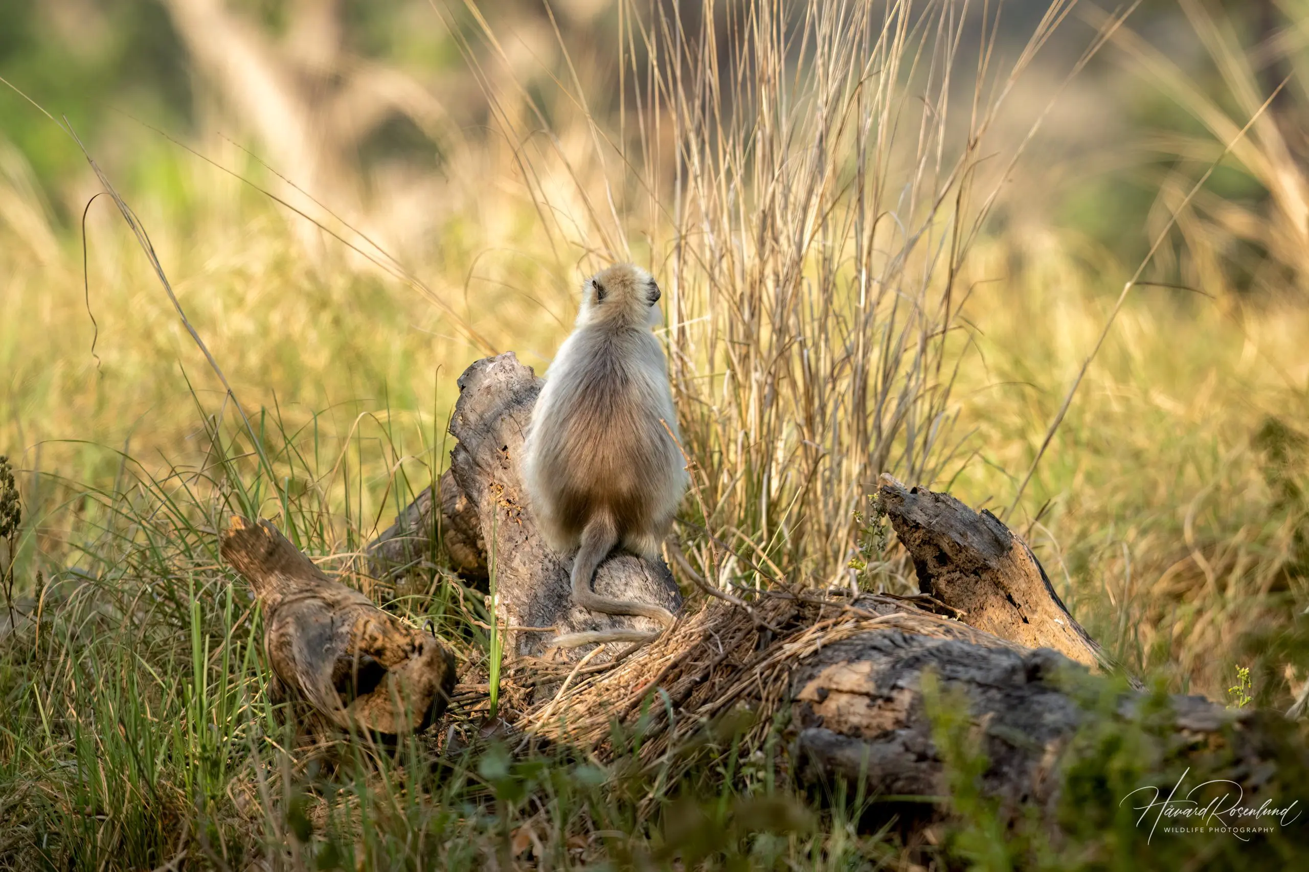 Northern Plains Grey Langur (Semnopithecus entellus) @ Kanha National Park, India. Photo: Håvard Rosenlund