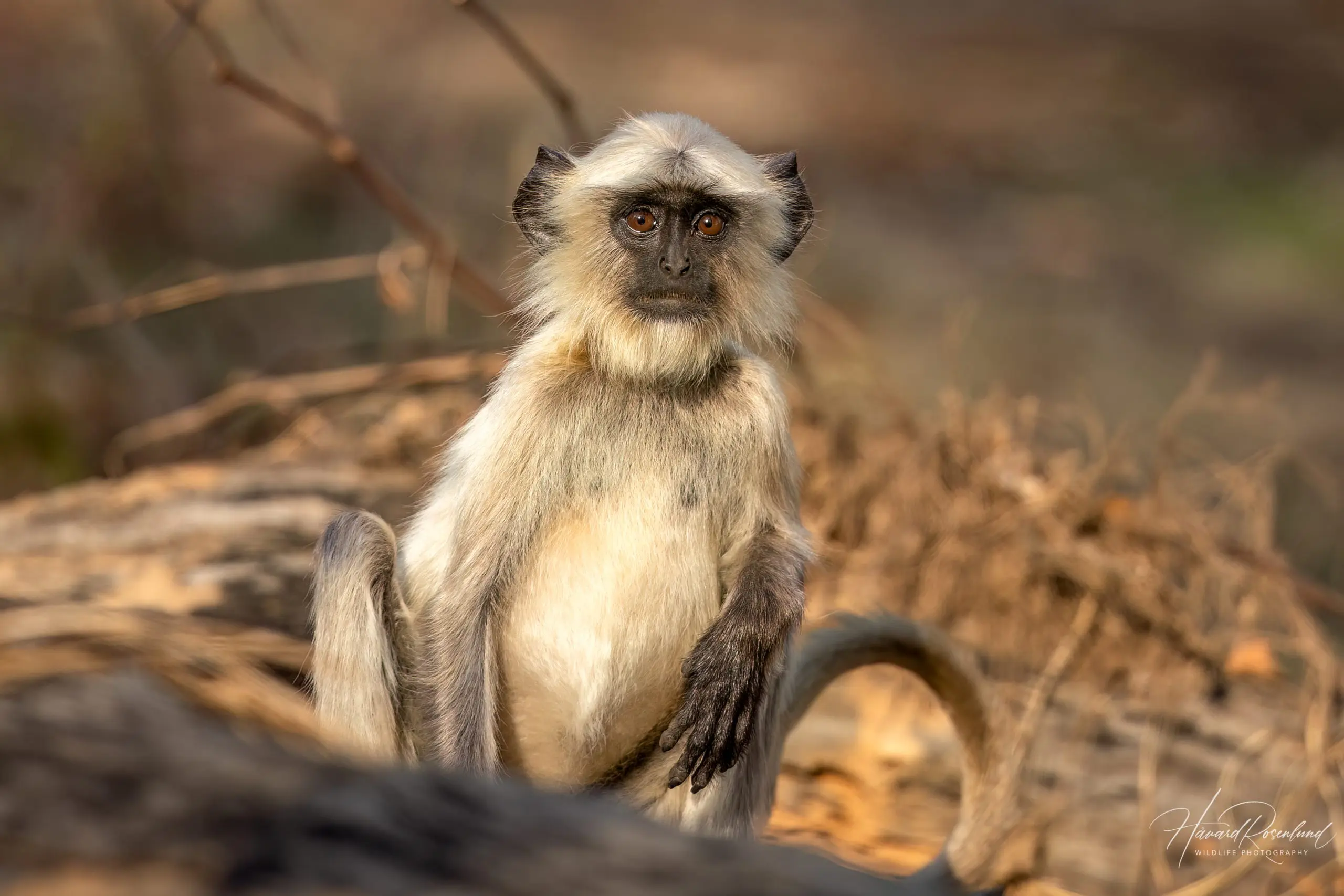 Northern Plains Grey Langur (Semnopithecus entellus) @ Kanha National Park, India. Photo: Håvard Rosenlund