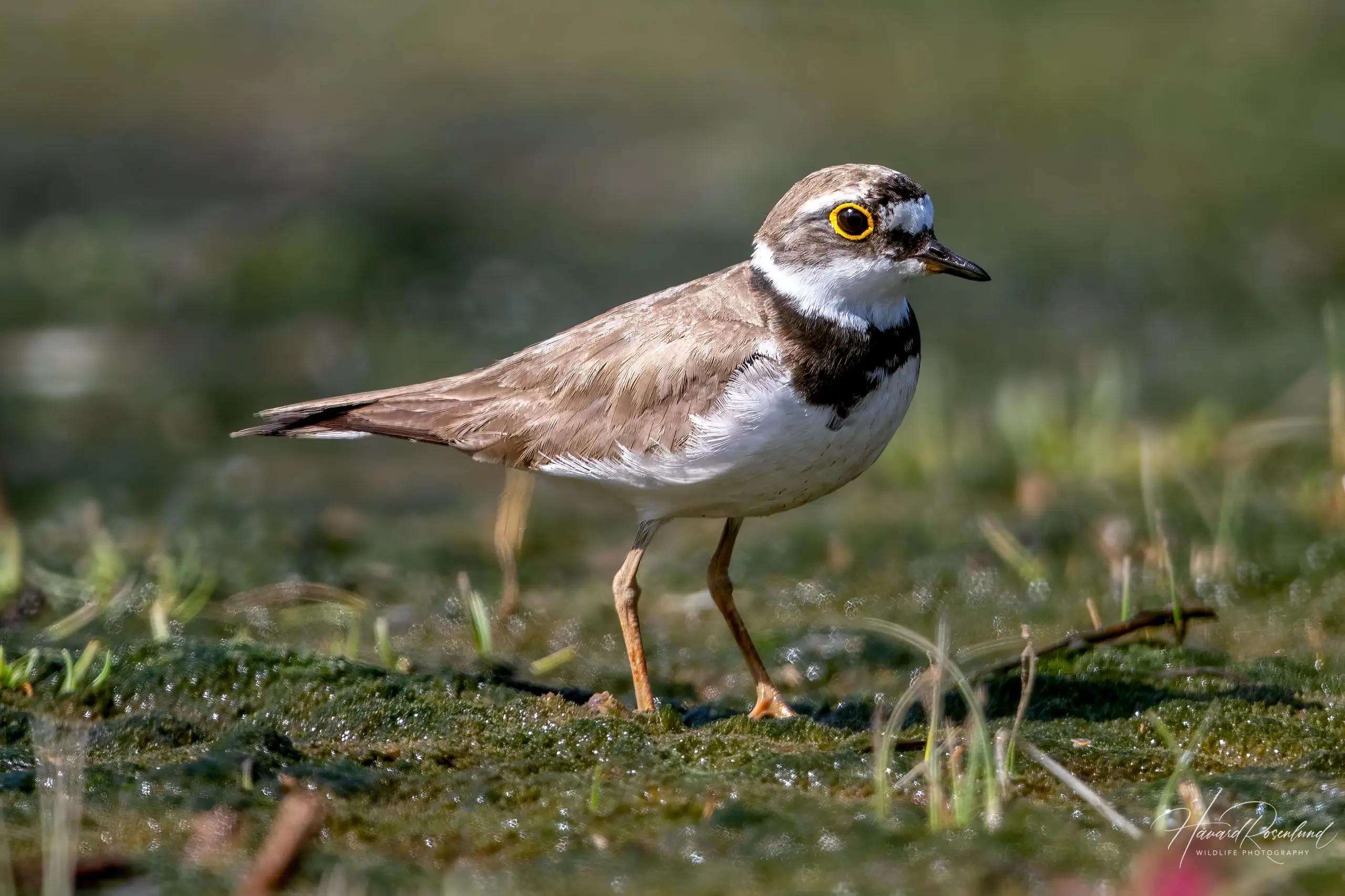 Little Ringed Plover (Charadrius dubius) @ Fornebu, Norway. Photo: Håvard Rosenlund