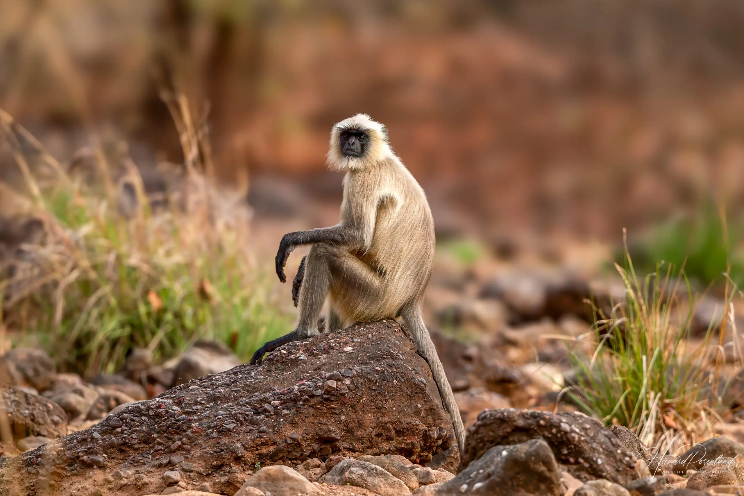 Northern Plains Grey Langur (Semnopithecus entellus) @ Satpura National Park, India. Photo: Håvard Rosenlund