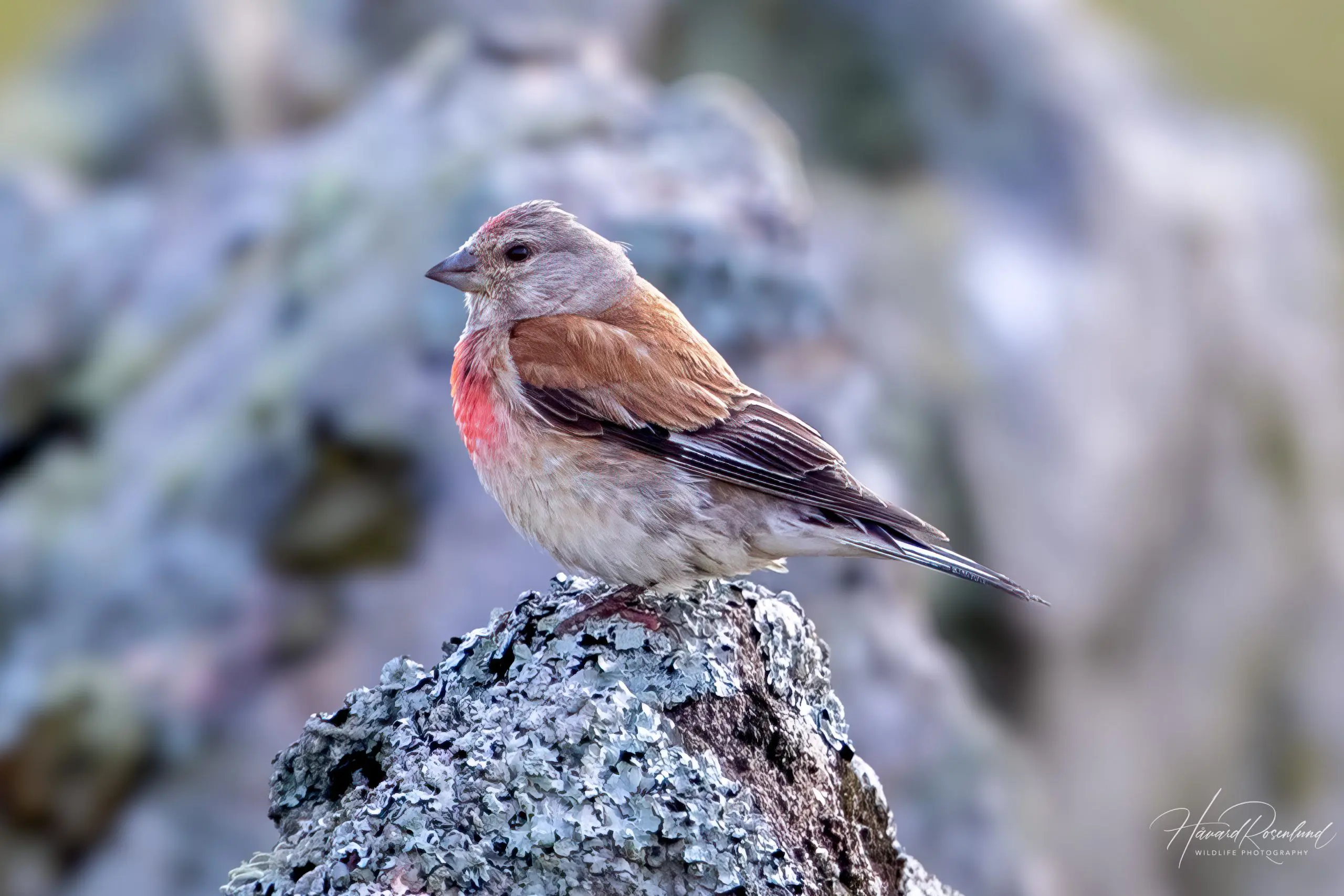 Common Linnet (Linaria cannabina) @ Lista, Norway. Photo: Håvard Rosenlund