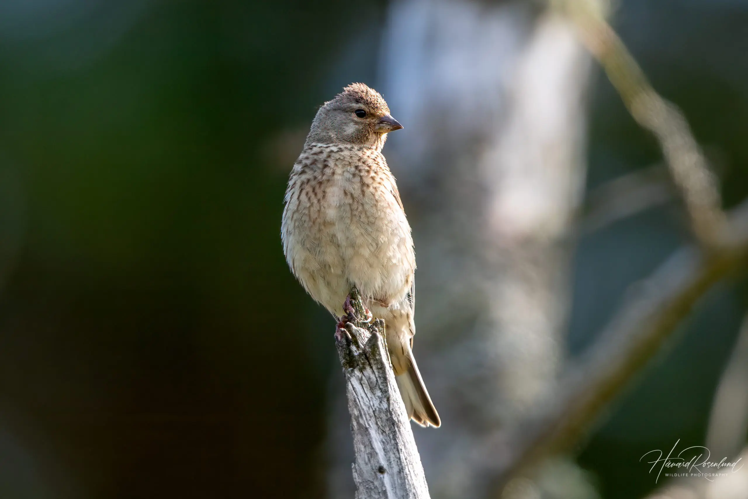 Common Linnet (Linaria cannabina) @ Lista, Norway. Photo: Håvard Rosenlund