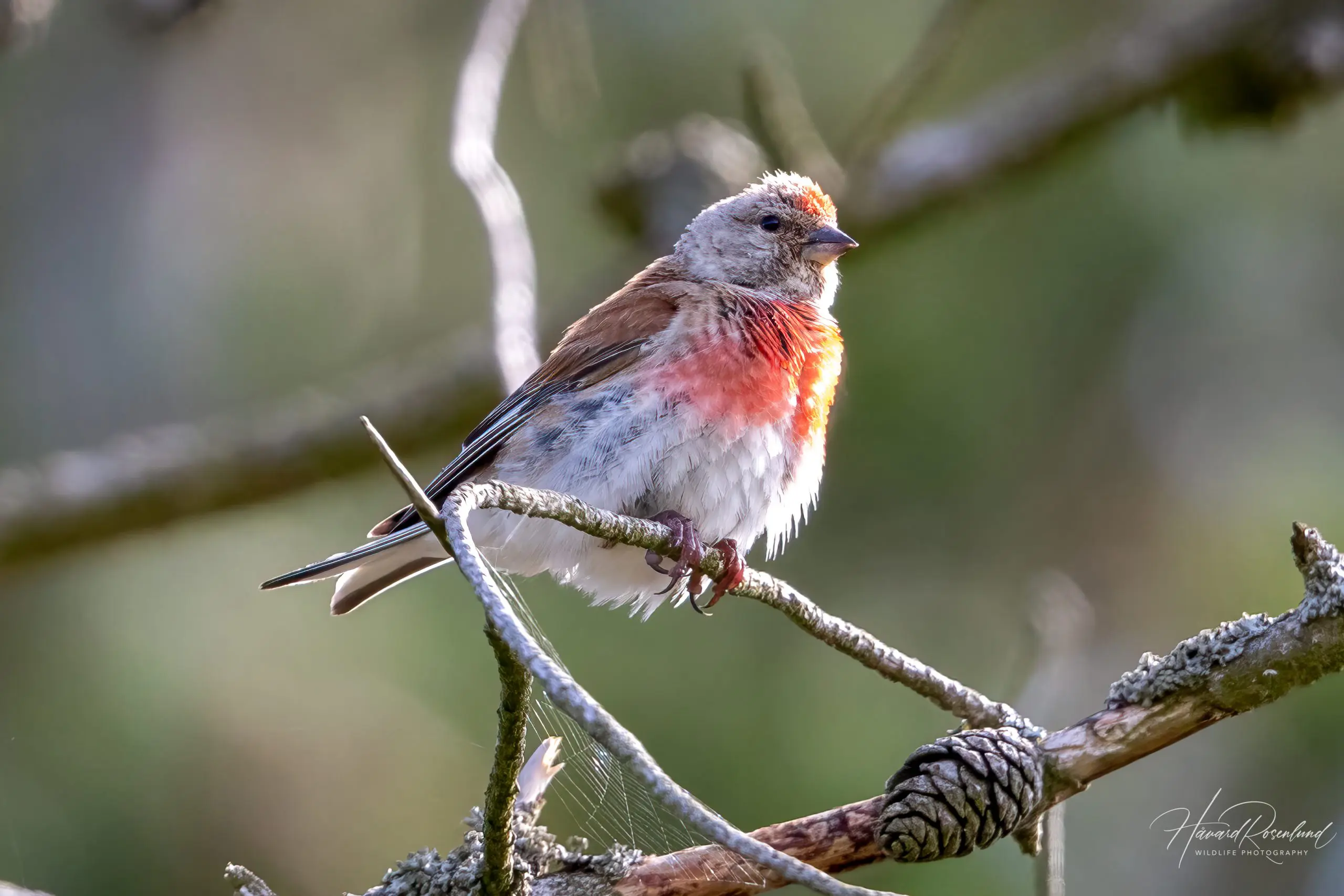 Common Linnet (Linaria cannabina) @ Lista, Norway. Photo: Håvard Rosenlund