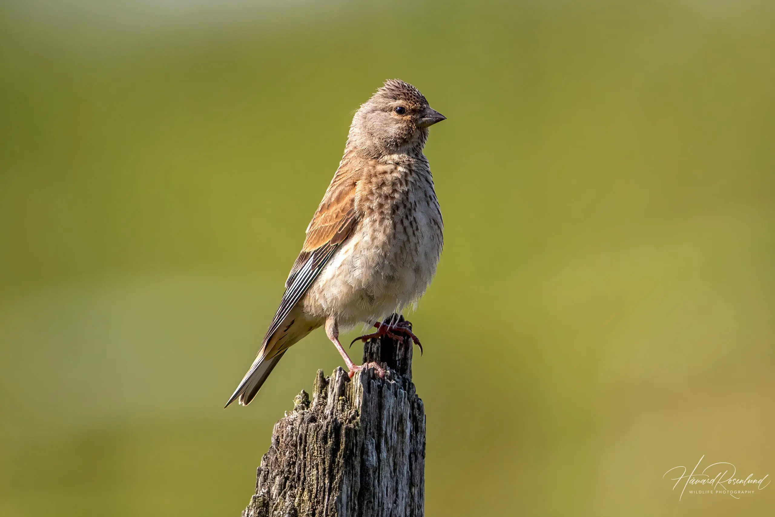 Common Linnet (Linaria cannabina) @ Lista, Norway. Photo: Håvard Rosenlund