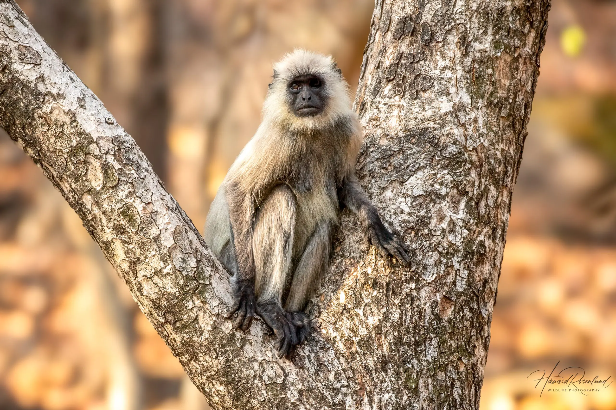 Northern Plains Grey Langur (Semnopithecus entellus) @ Bandhavgarh National Park, India. Photo: Håvard Rosenlund