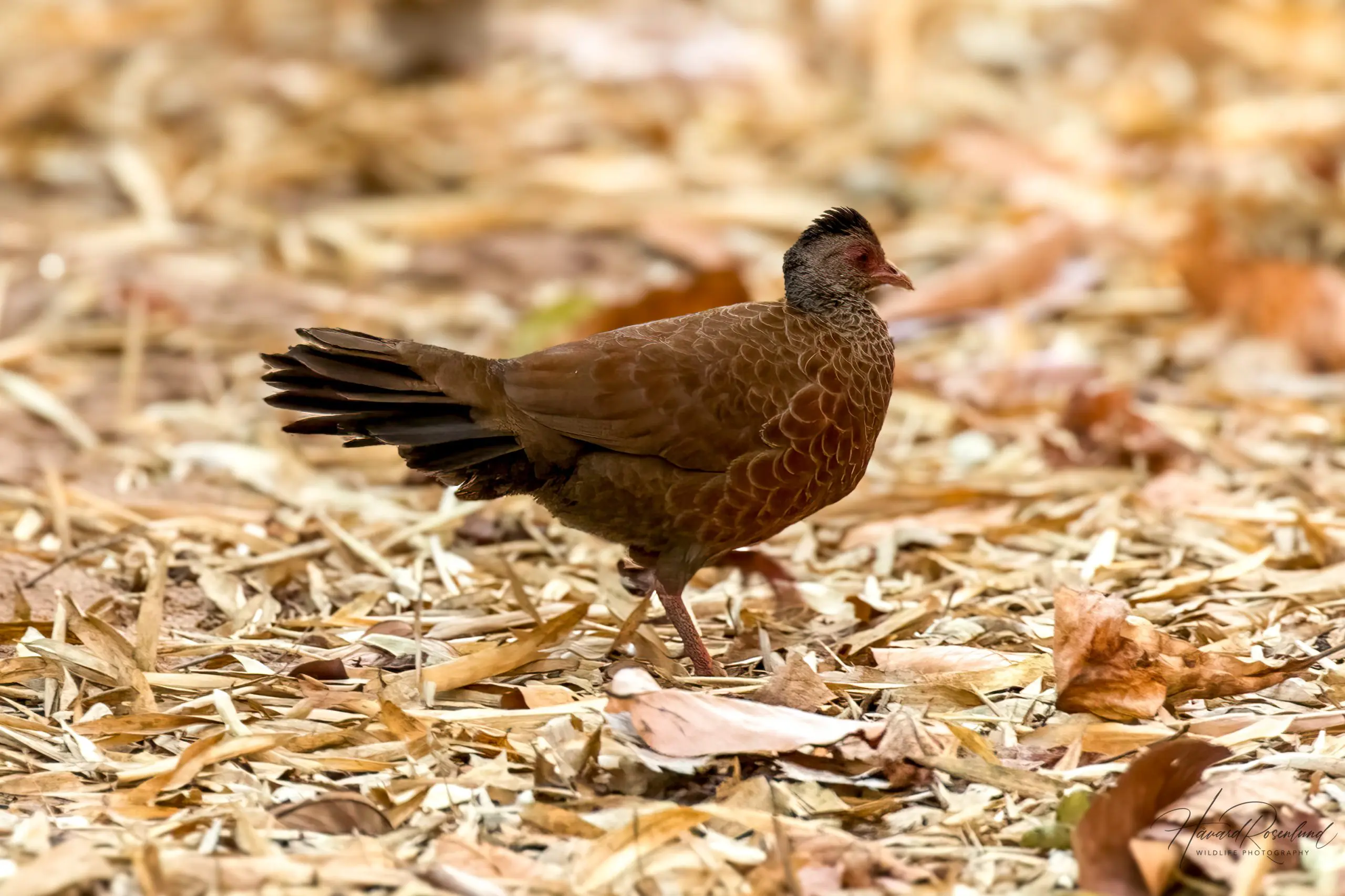 Red Spurfowl (Galloperdix spadicea) @ Bandhavgarh National Park, India. Photo: Håvard Rosenlund