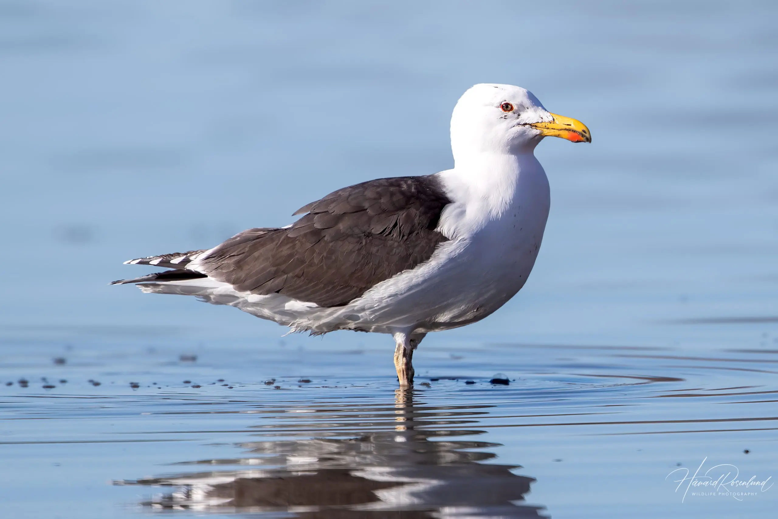 Great Black-backed Gull (Larus marinus) @ Fornebu, Norway. Photo: Håvard Rosenlund