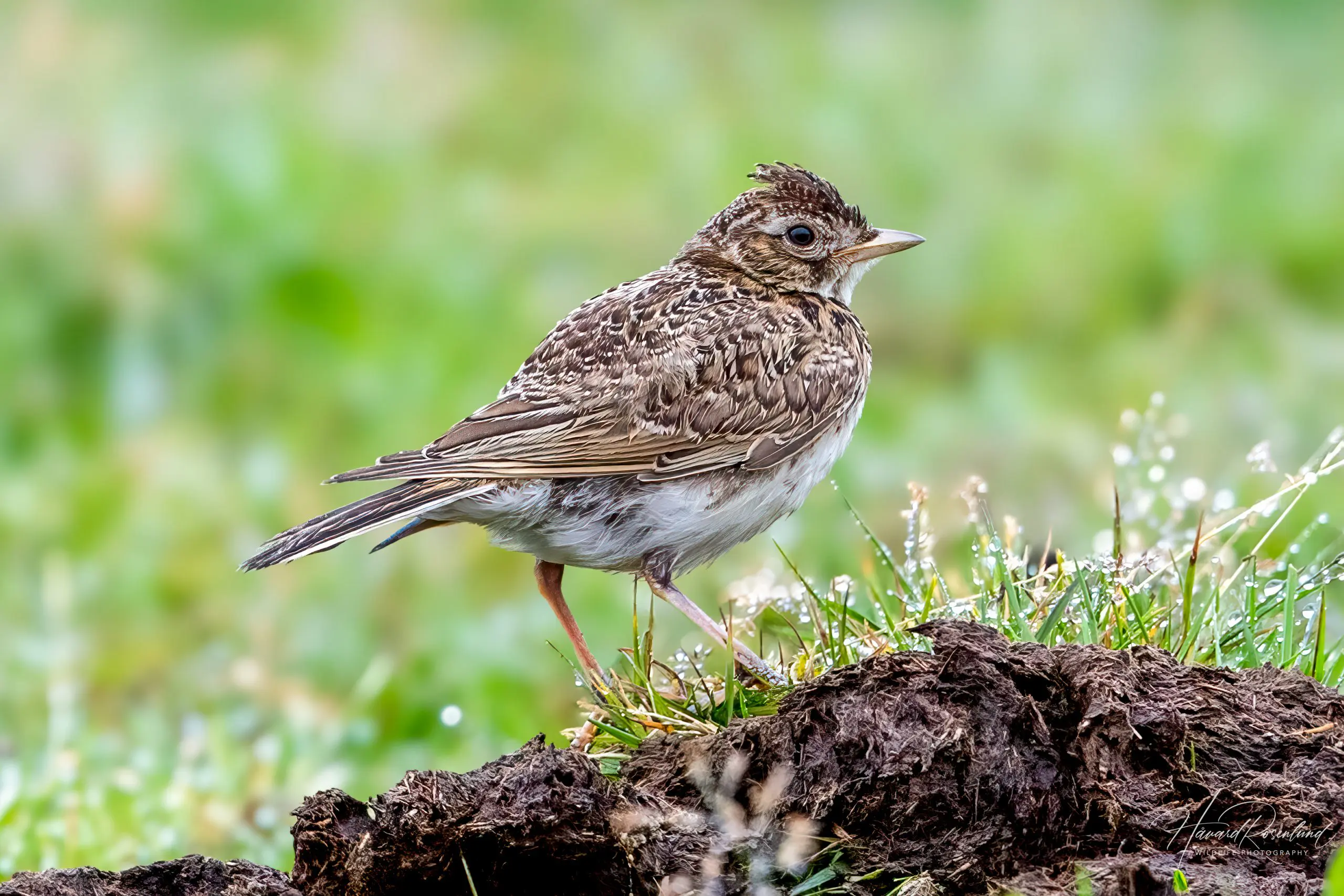 Eurasian Skylark (Alauda arvensis) @ Lista, Norway. Photo: Håvard Rosenlund