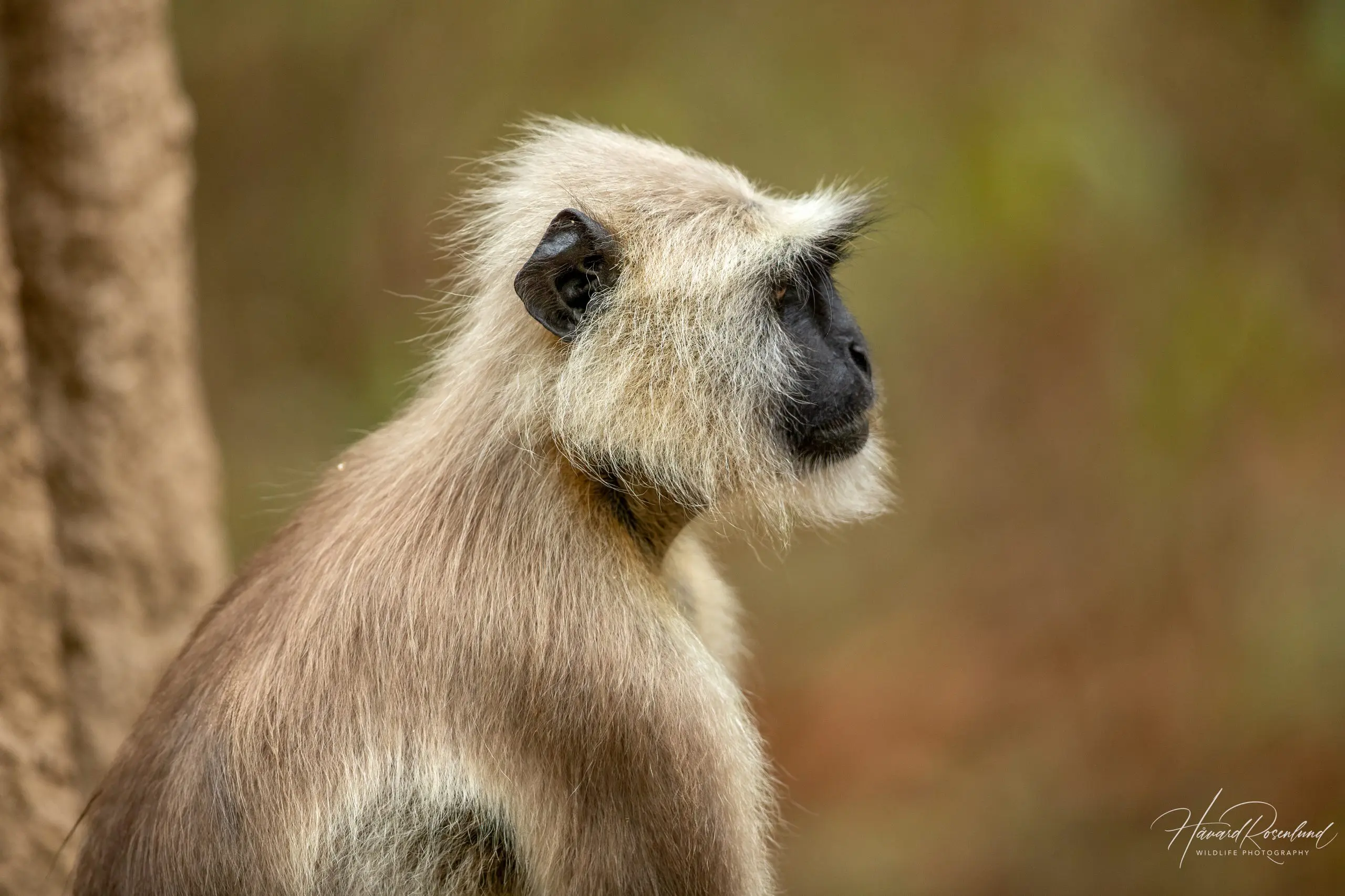 Northern Plains Grey Langur (Semnopithecus entellus) @ Kanha National Park, India. Photo: Håvard Rosenlund