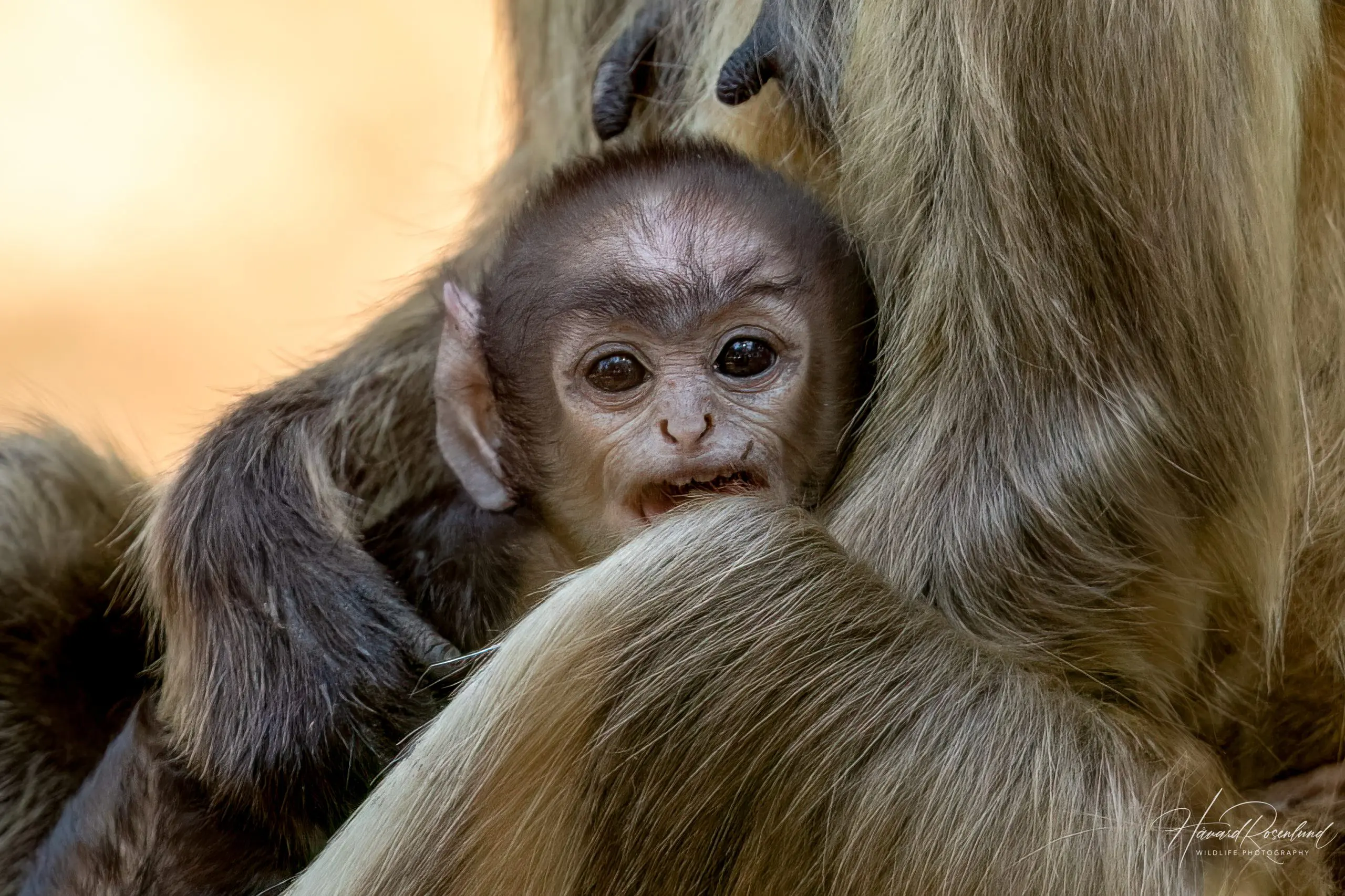 Northern Plains Grey Langur (Semnopithecus entellus) @ Bandhavgarh National Park, India. Photo: Håvard Rosenlund