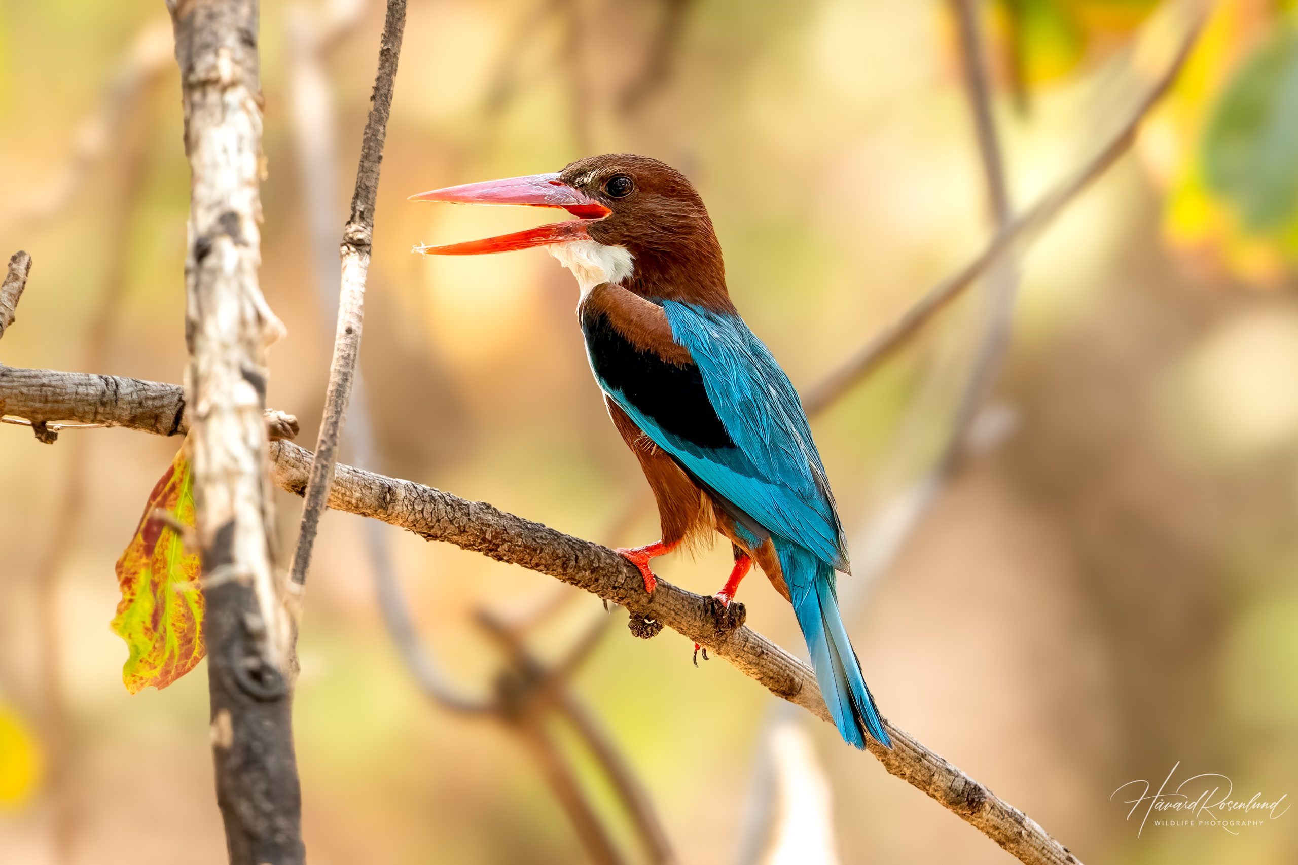 White-throated Kingfisher (Halcyon smyrnensis) @ Satpura National Park, India. Photo: Håvard Rosenlund