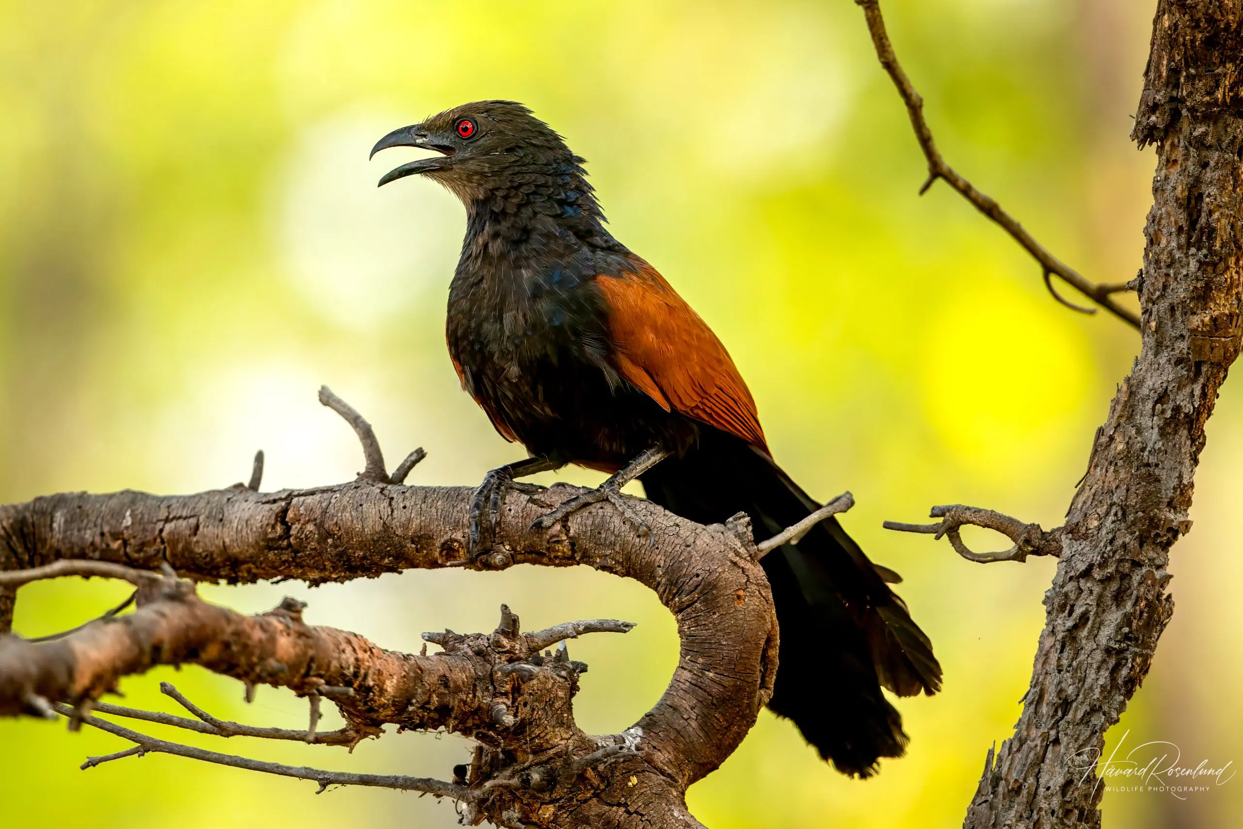 Greater Coucal (Centropus sinensis) @ Bandhavgarh National Park, India. Photo: Håvard Rosenlund