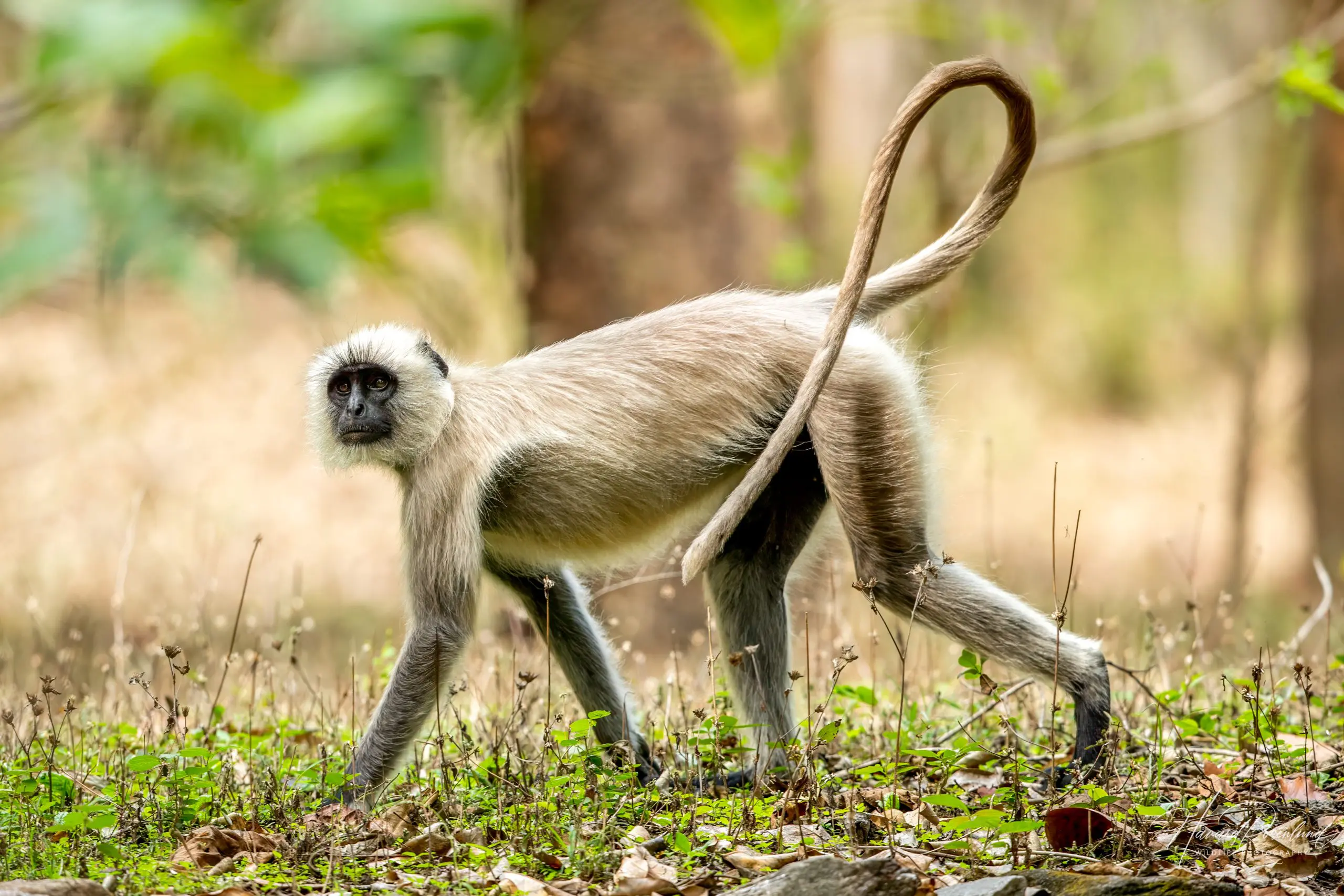 Northern Plains Grey Langur (Semnopithecus entellus) @ Kanha National Park, India. Photo: Håvard Rosenlund