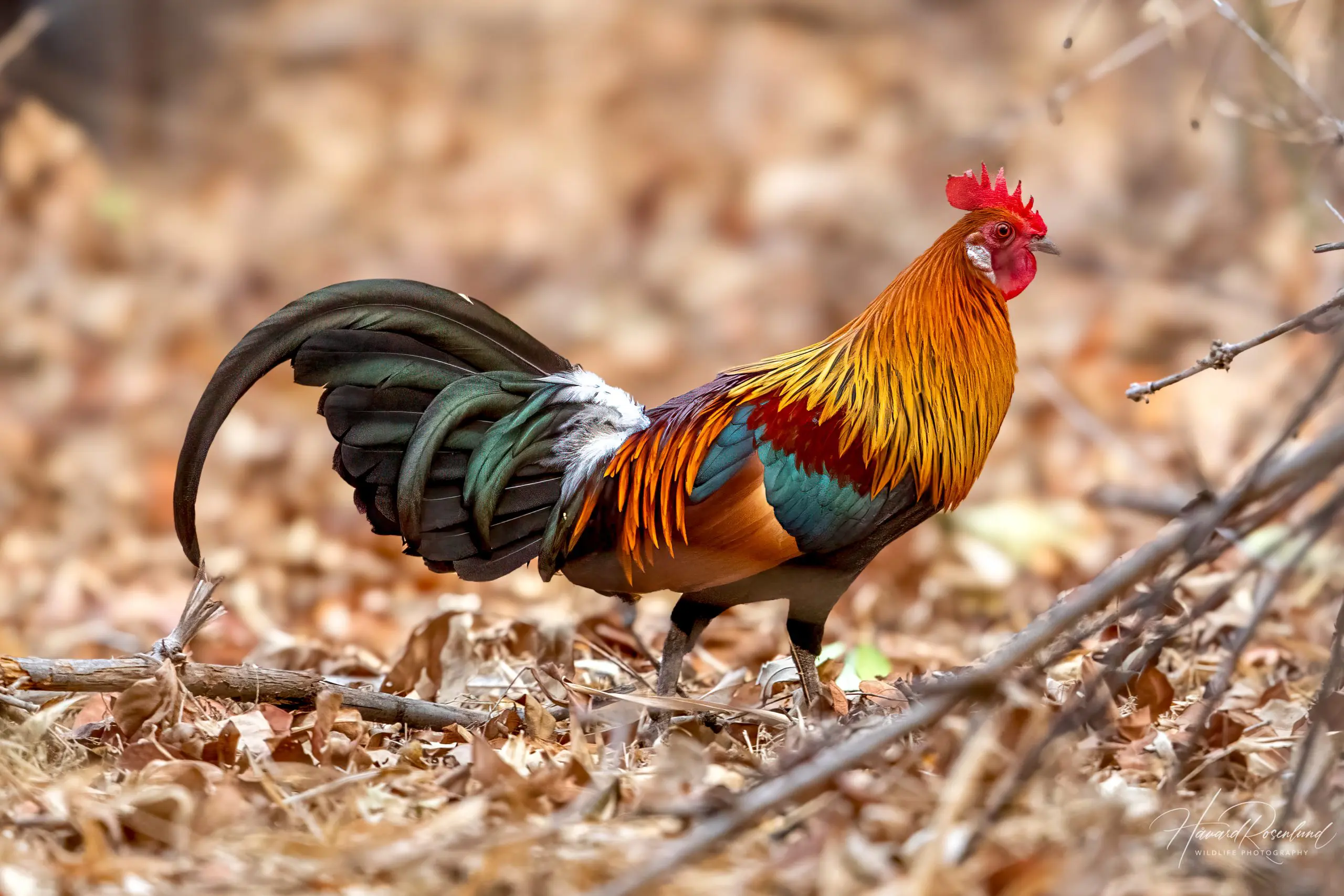 Red Junglefowl (Gallus gallus) @ Bandhavgarh National Park, India. Photo: Håvard Rosenlund