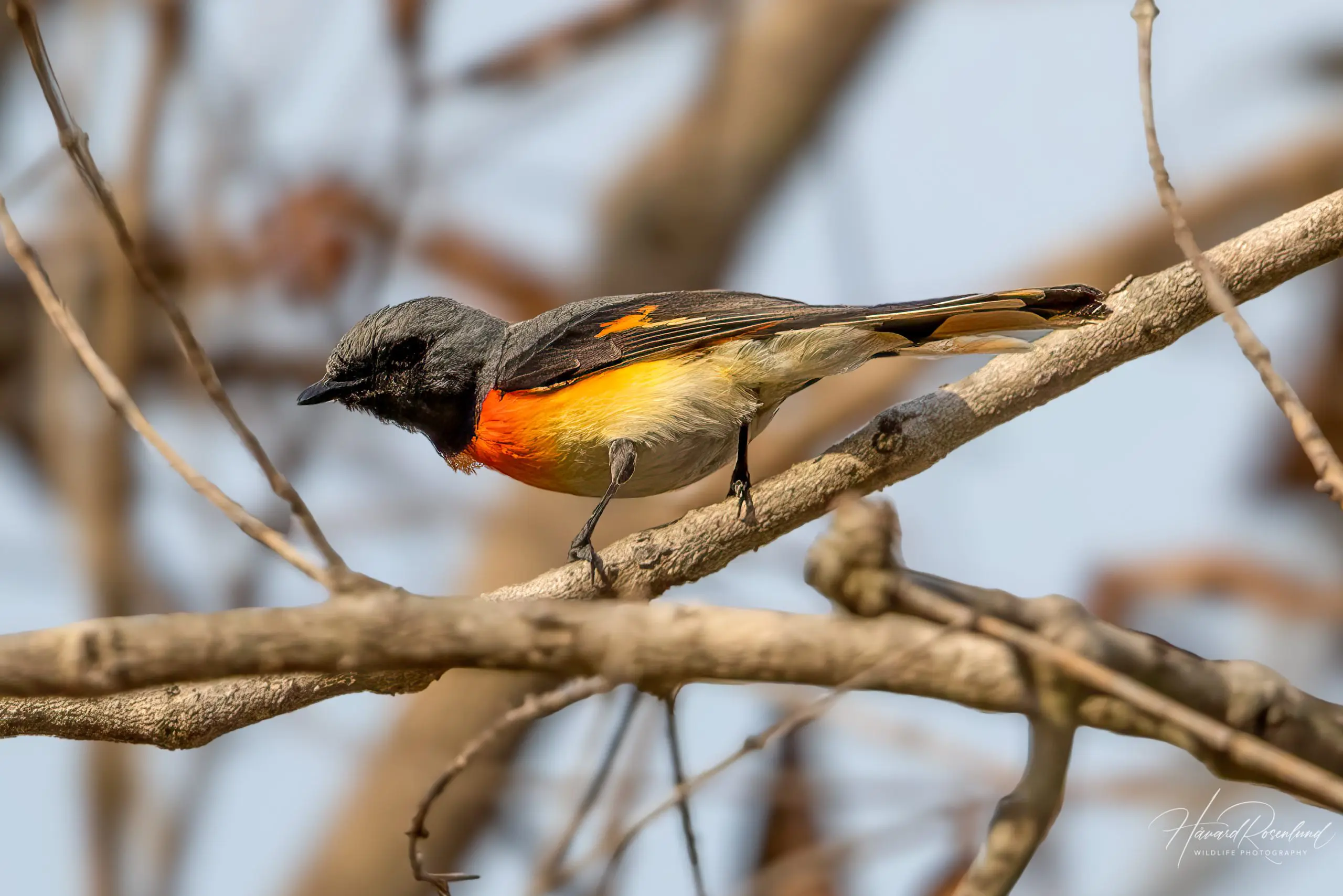 Small Minivet (Pericrocotus cinnamomeus) @ Kanha National Park, India. Photo: Håvard Rosenlund