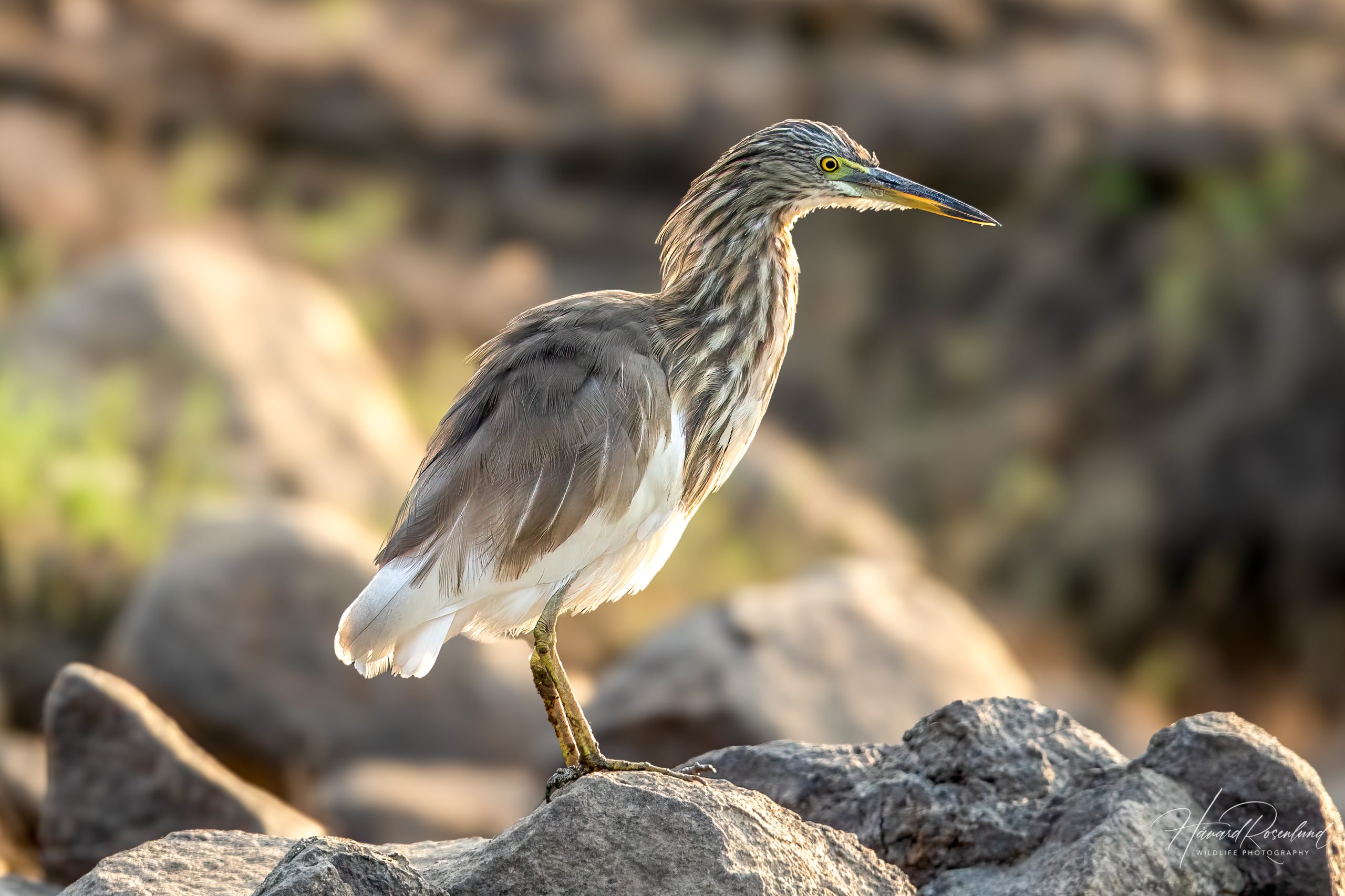 Indian Pond Heron (Ardeola grayii) @ Satpura National Park, India. Photo: Håvard Rosenlund