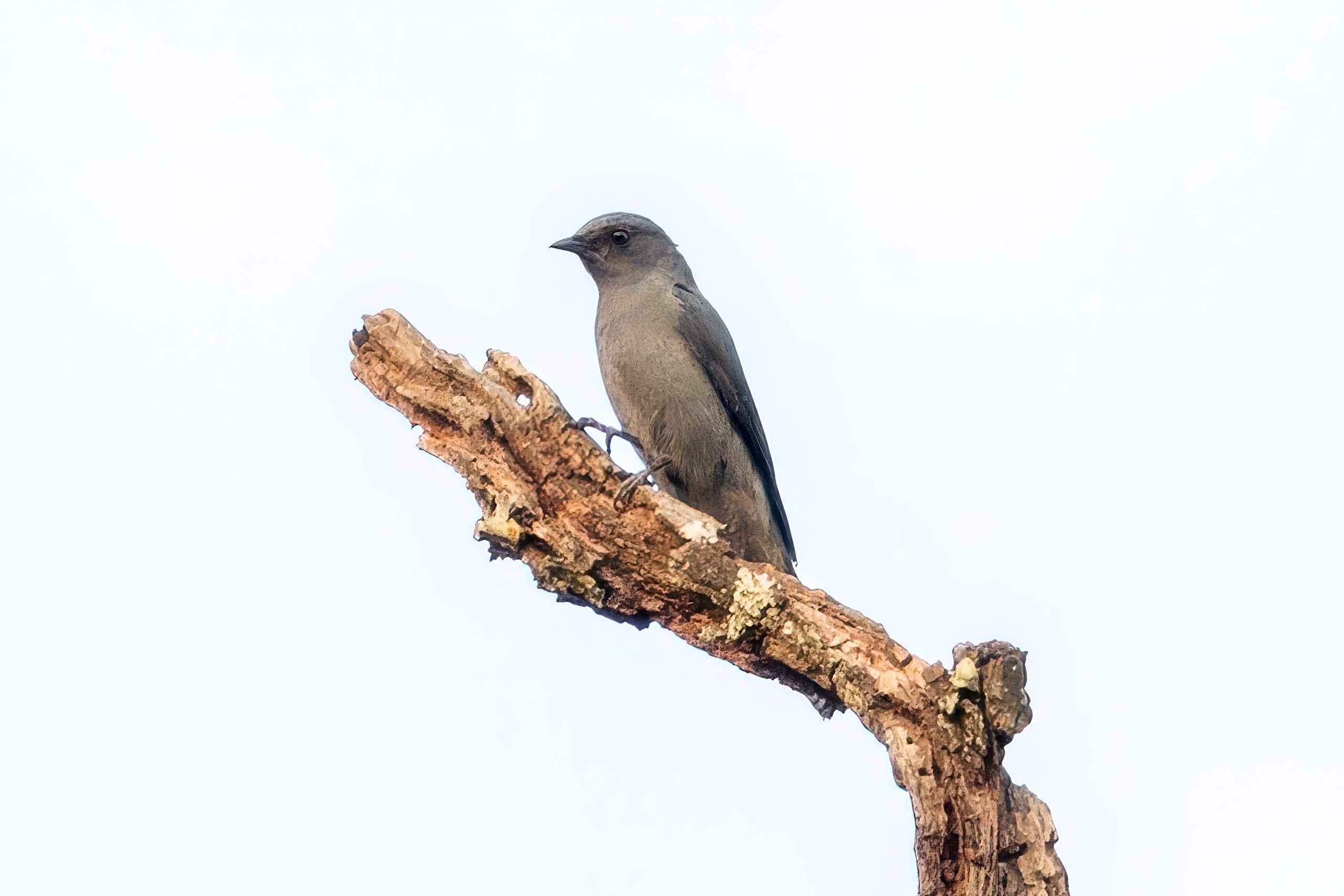 Svartvingelarveeter (Lalage melaschistos) @ Kanha National Park, India. Foto: Håvard Rosenlund